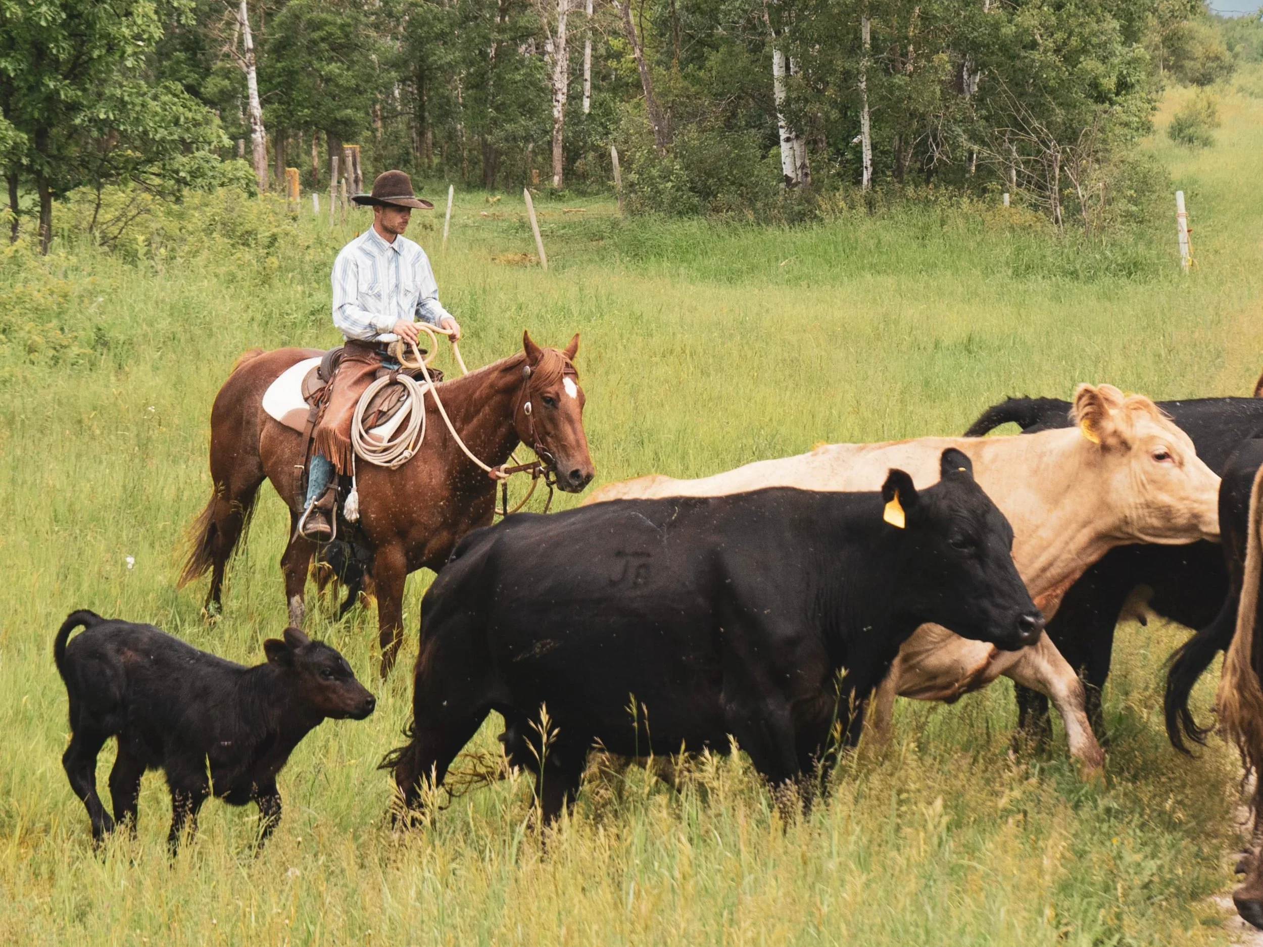 WhatsApp Image 2025-06-15 at 14.14.16.jpeg