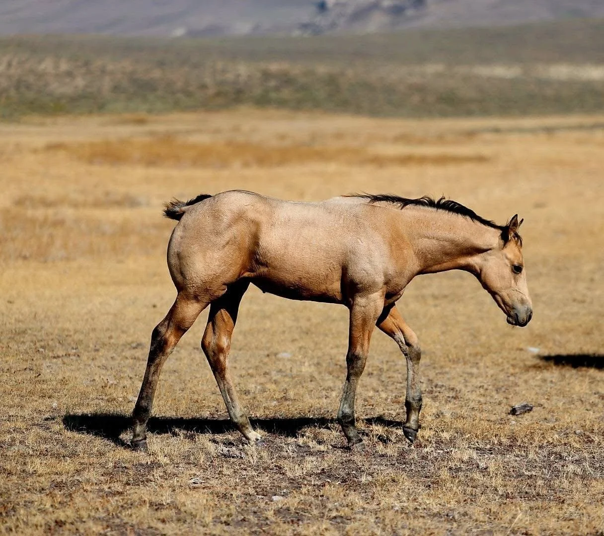 Plenty Hancock Dun buckskin roan foal standing at Heart X Quarter Horses LLC  