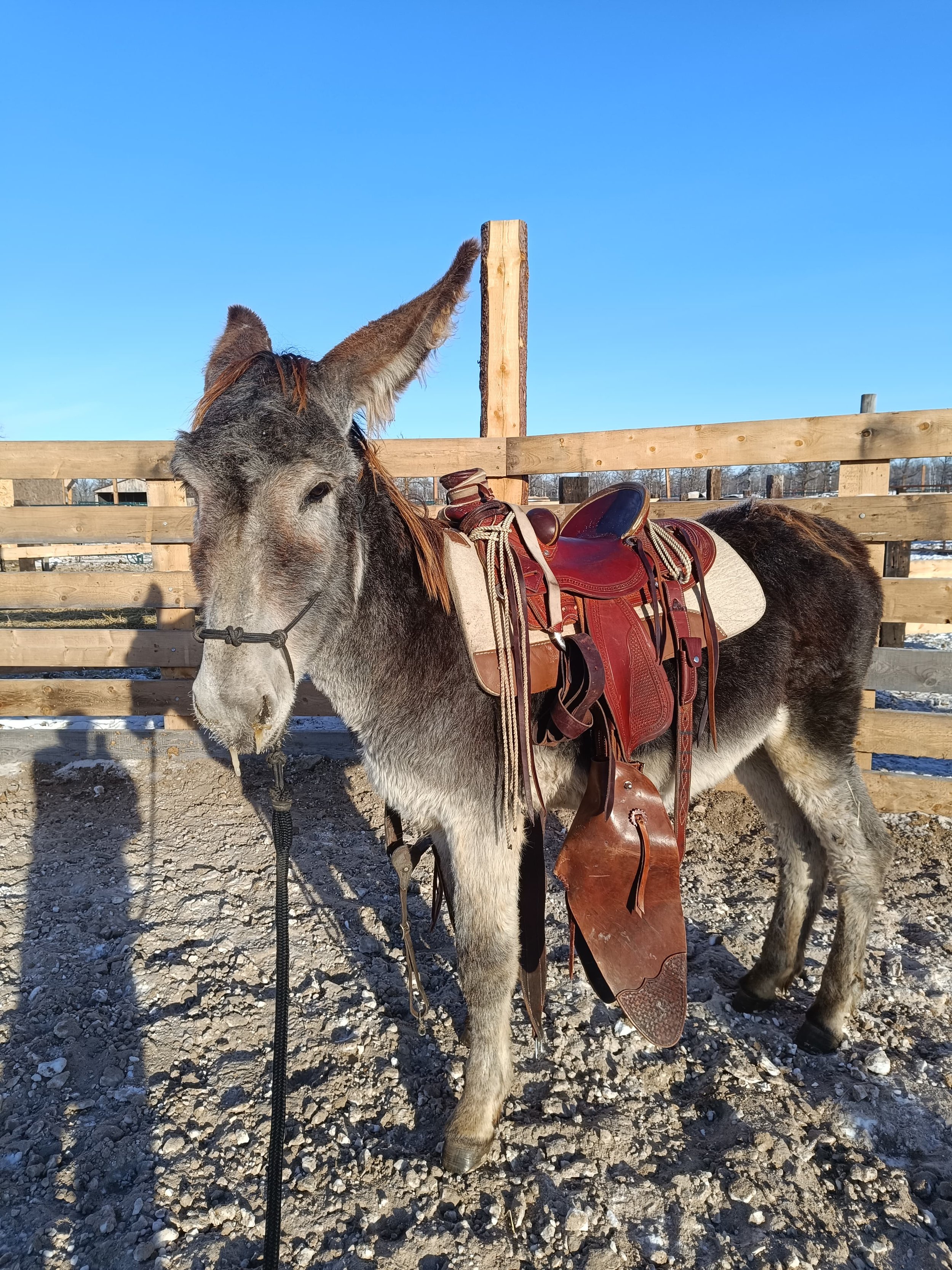 WhatsApp Image 2026-01-17 at 17.08.36.jpeg