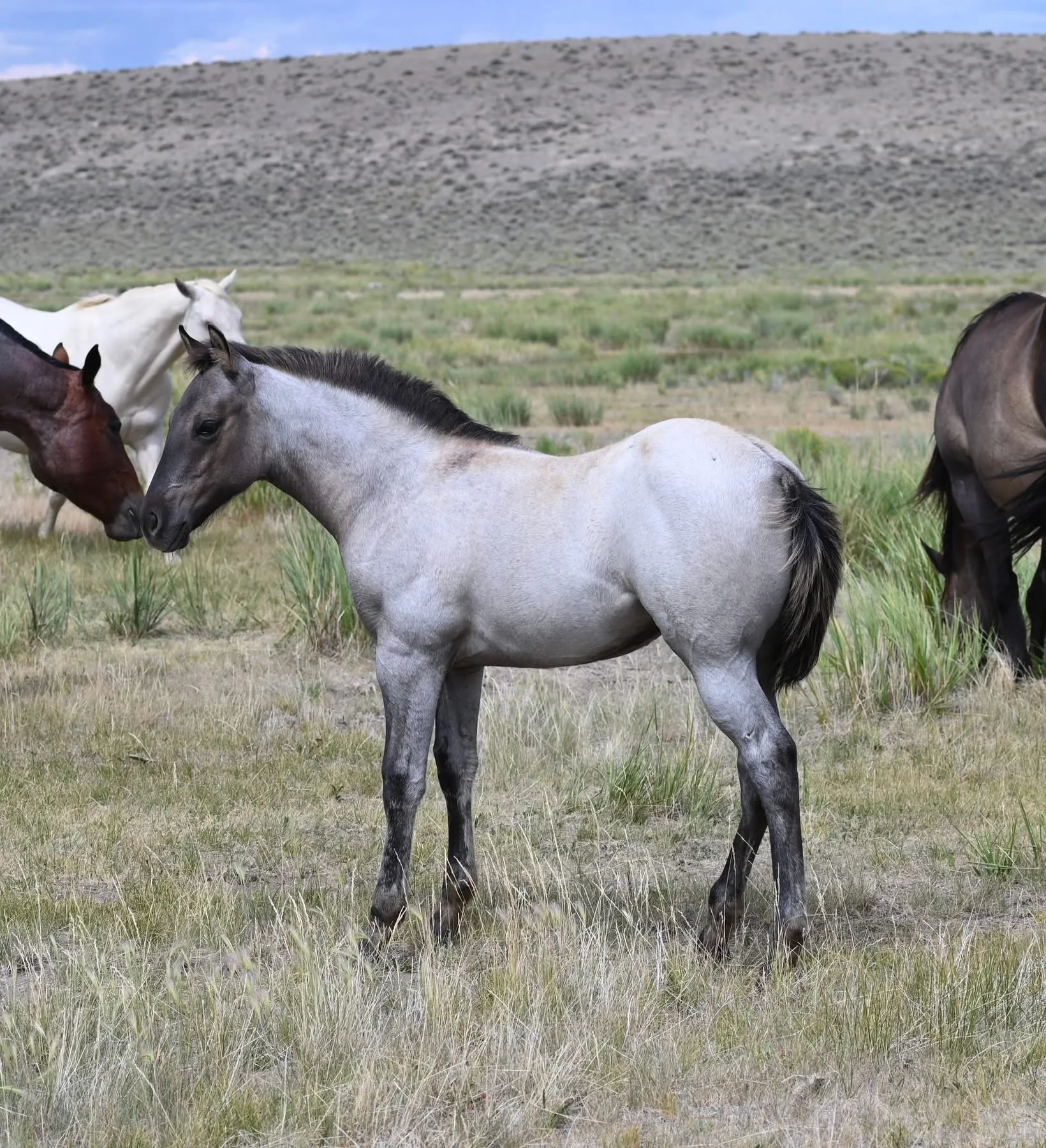 Plenty Hancock Dun blue roan foal standing at Heart X Quarter Horses LLC 