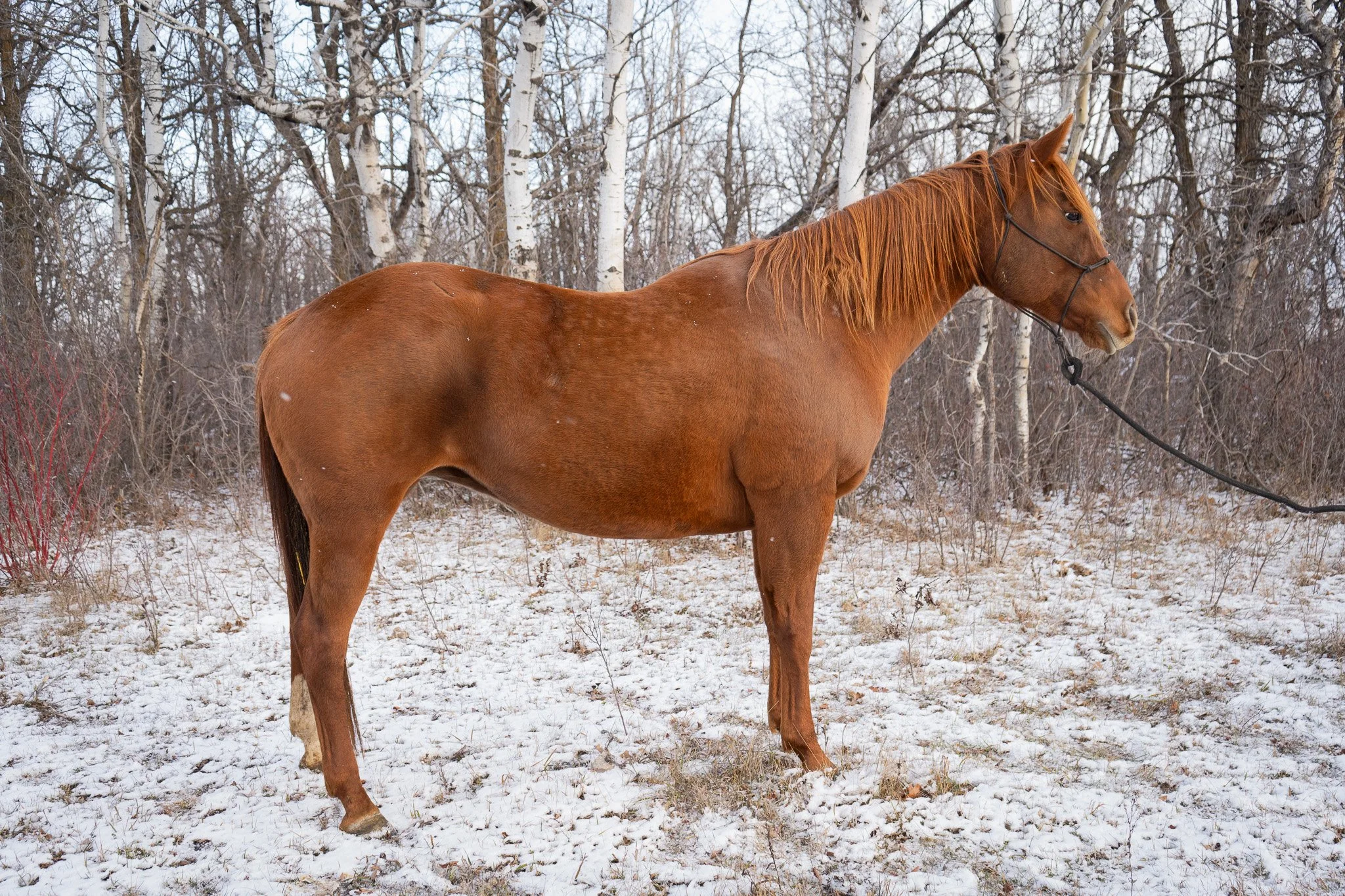 2012 Sorrel Mare - Spoonfulla Solanos - Extremely athletic and willing mare. Her dam has winnings as a cutting horse. Her full siblings have made it to pro rodeo. This line of horses is young in the performance world and already proving themselves. H