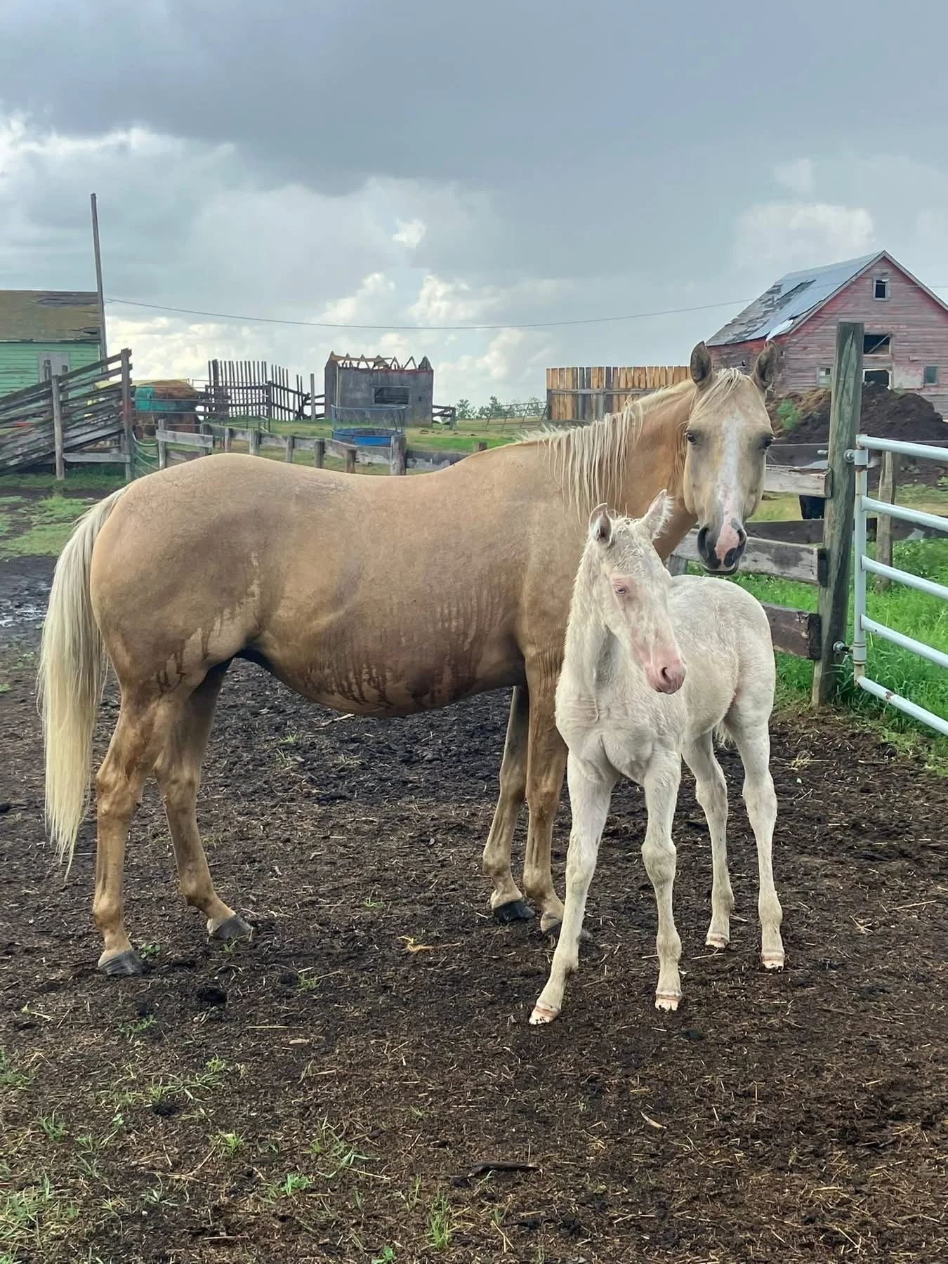 2018 AQHA proven ranch bred broodmare. Hancock (Blue Valentine) and Sondance lines with mostly ranch/using horse type genetics. This one brings the solid foundation of Hancock together with the cow sense of the Peps and Sondance Influence.