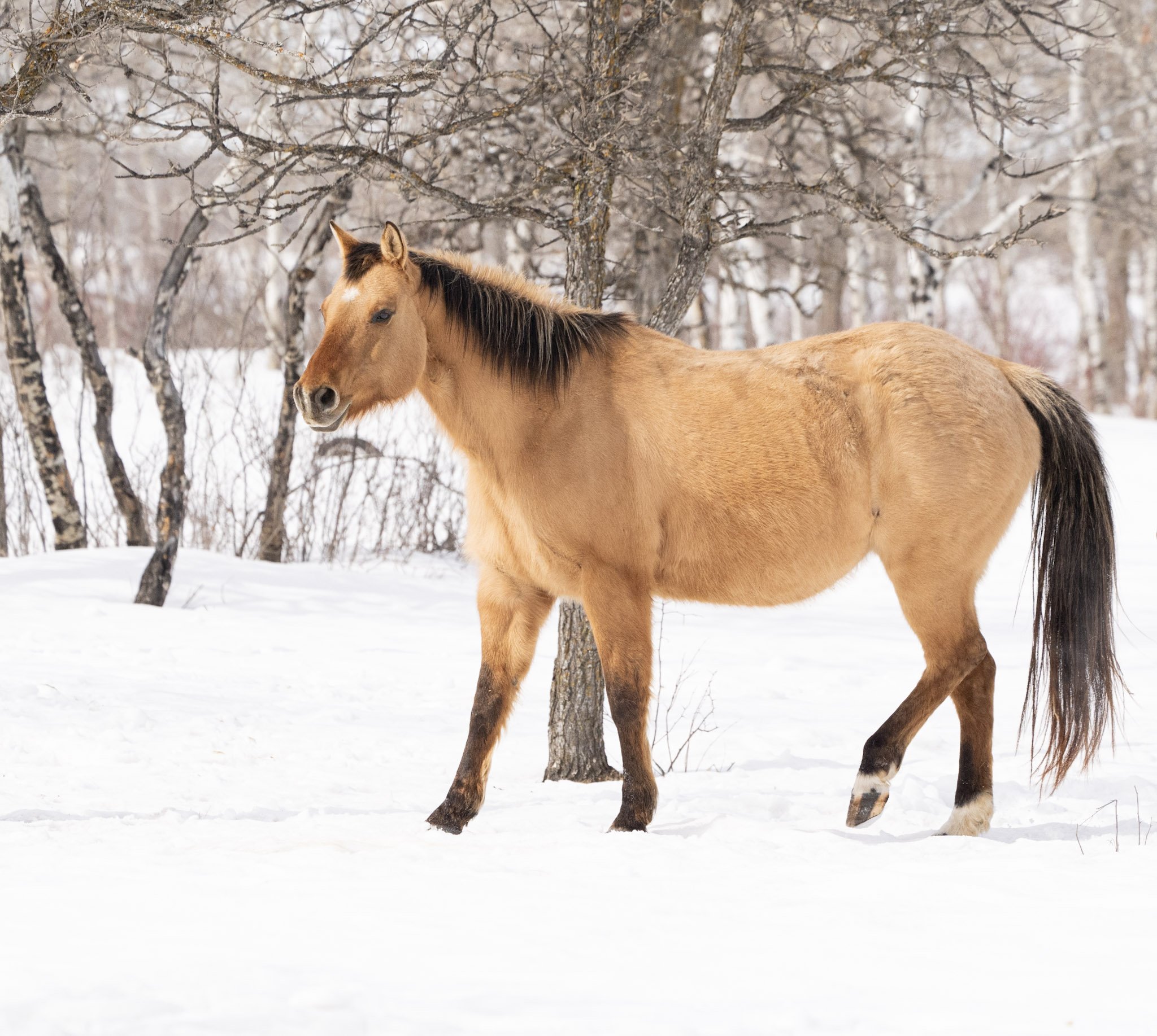 Oakley - Quarter Horse Mare