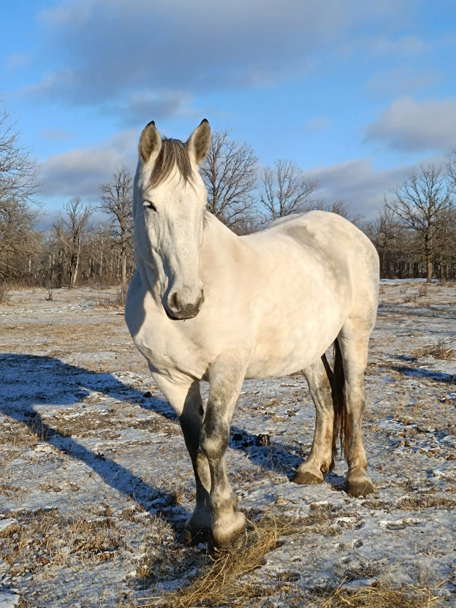 Noname - The giant lady of Nitehawk. Noname is like a quiet matriarch within our herd. We are very excited to see her become a mule mom and expect her foals to be just as big as she is. approximately 19hh