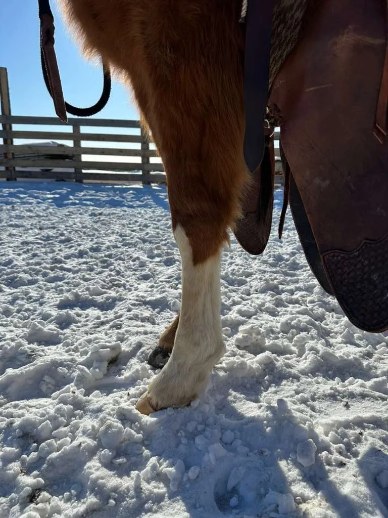 WhatsApp Image 2026-04-18 at 11.55.27 AM (1).jpeg