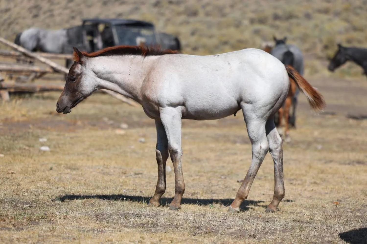 Plenty Hancock Dun red dun roan foal standing at Heart X Quarter Horses LLC 