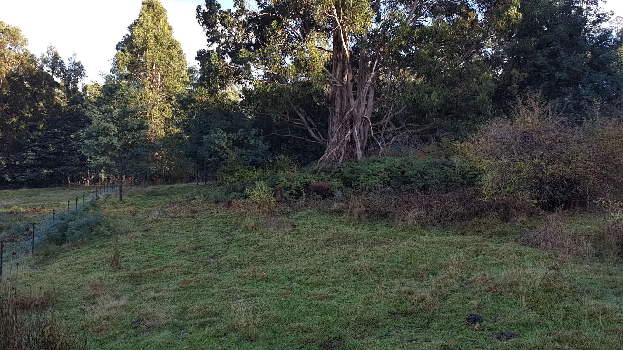 Before: Land Clearing