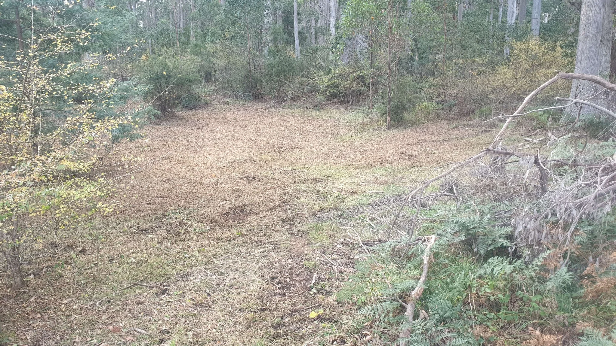 A dirt clearing in a forest with tall trees, green foliage, and fallen branches.