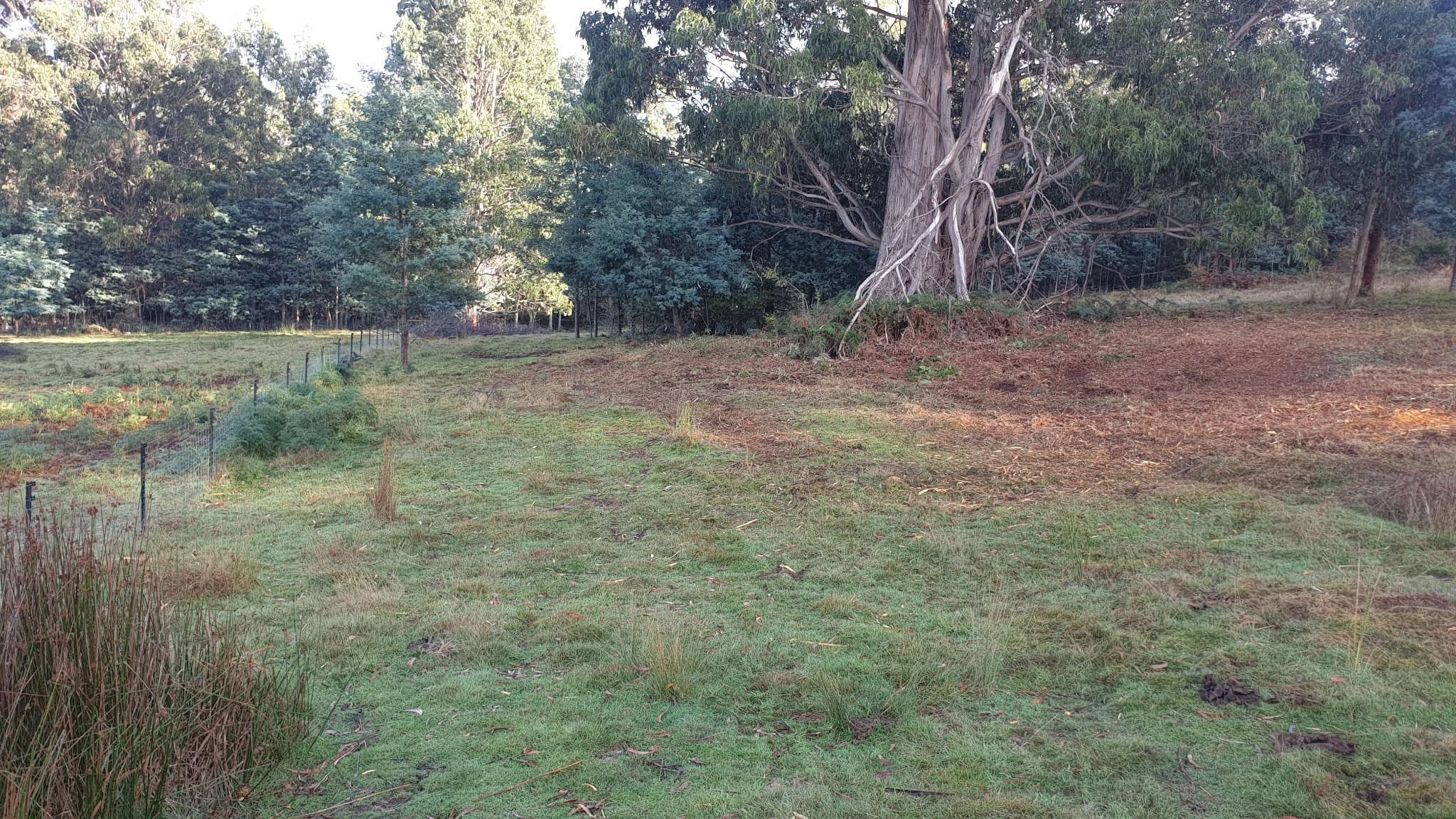 After: Land Clearing