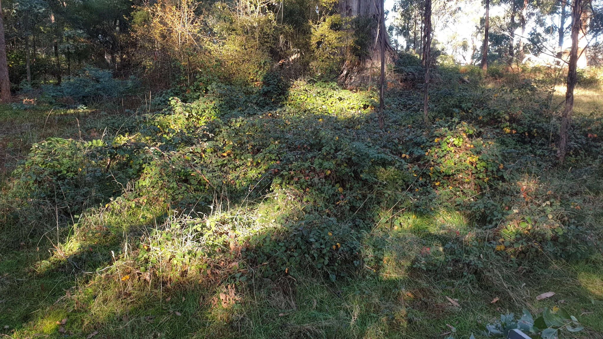 Before: Blackberry Clearing