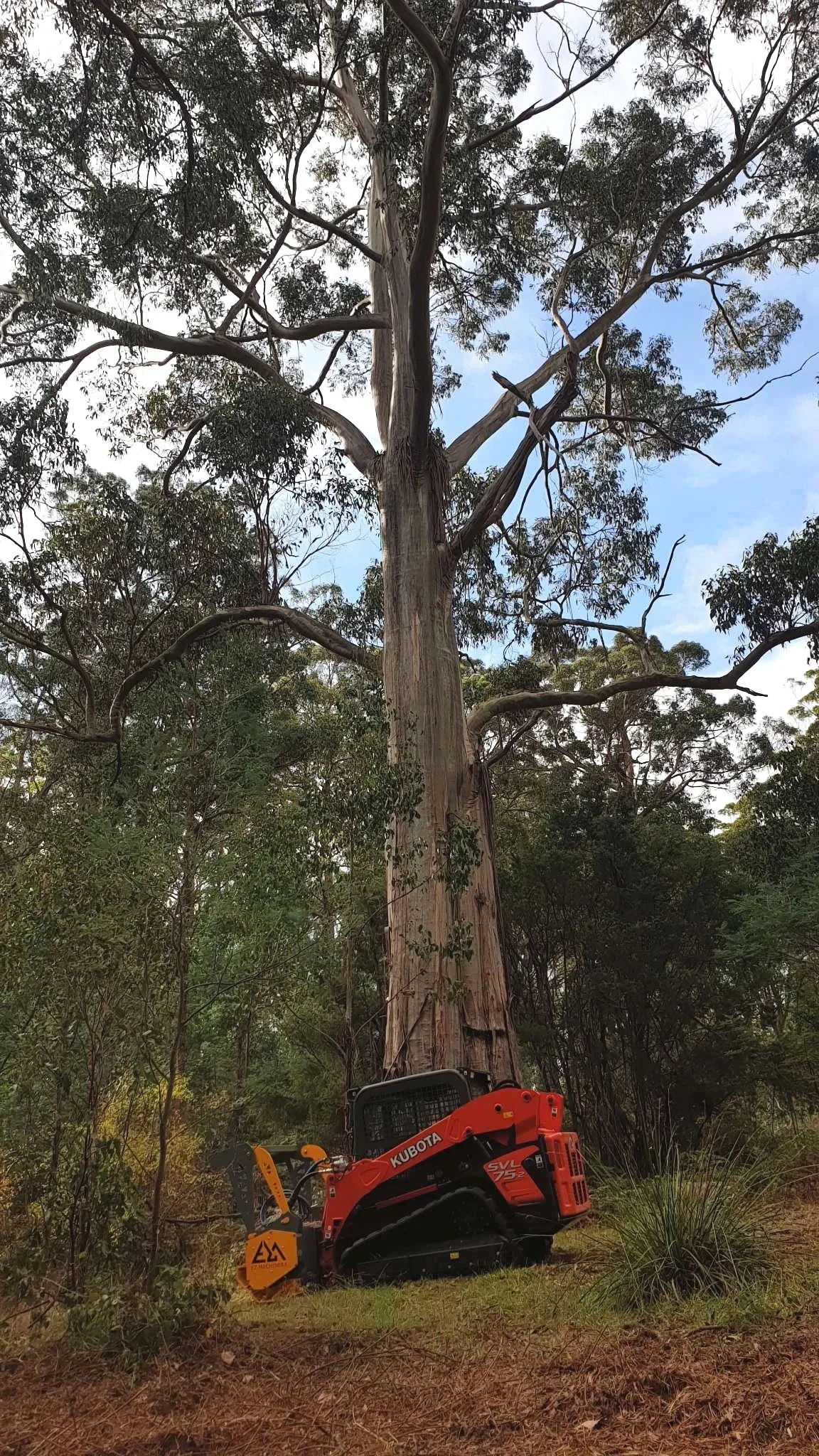 A KUBOTA compact track loader cutting down a tall tree in a forest with dense greenery and a partly cloudy sky.
