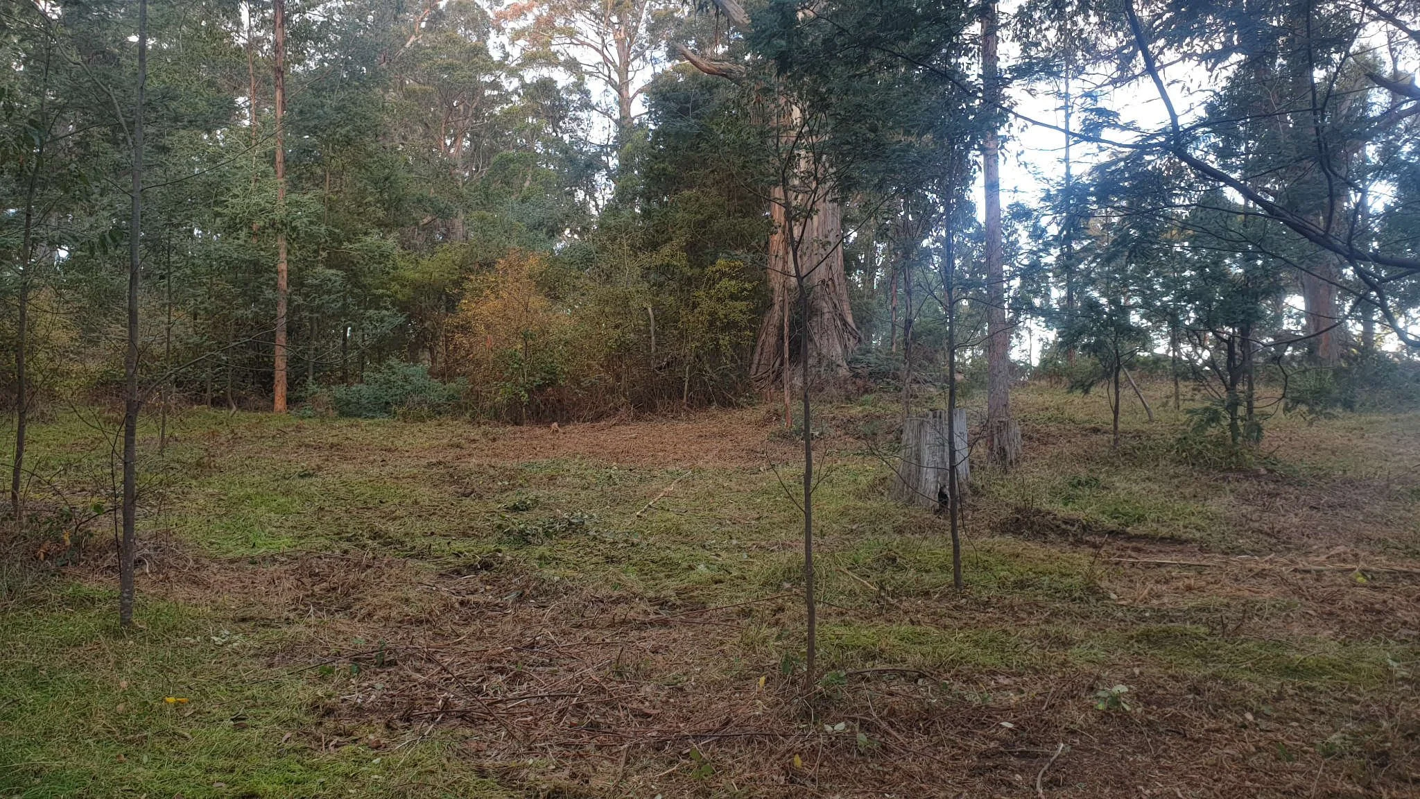 After: Blackberry Clearing