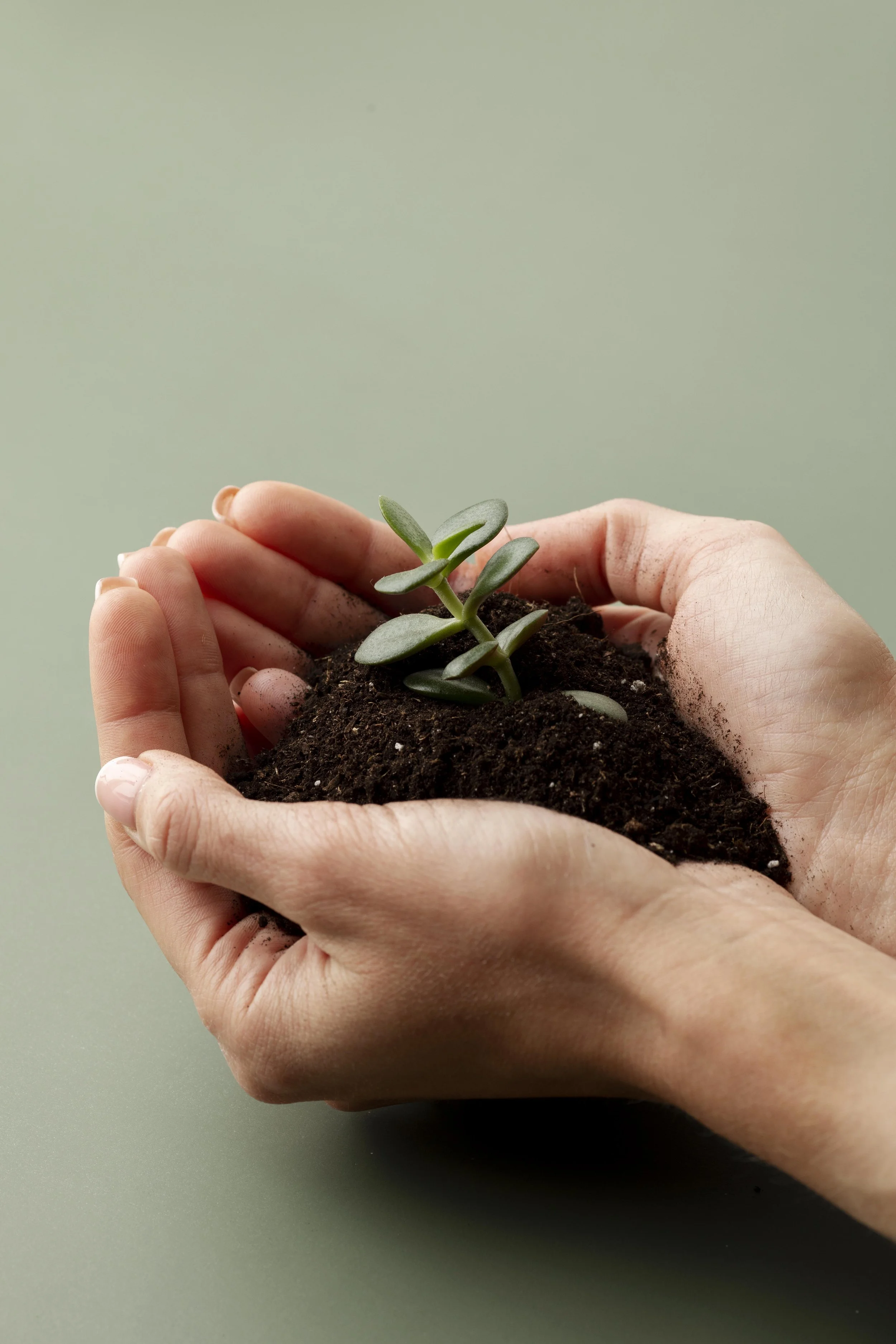 Hands holding soil with a small green succulent plant on a plain, light green background.