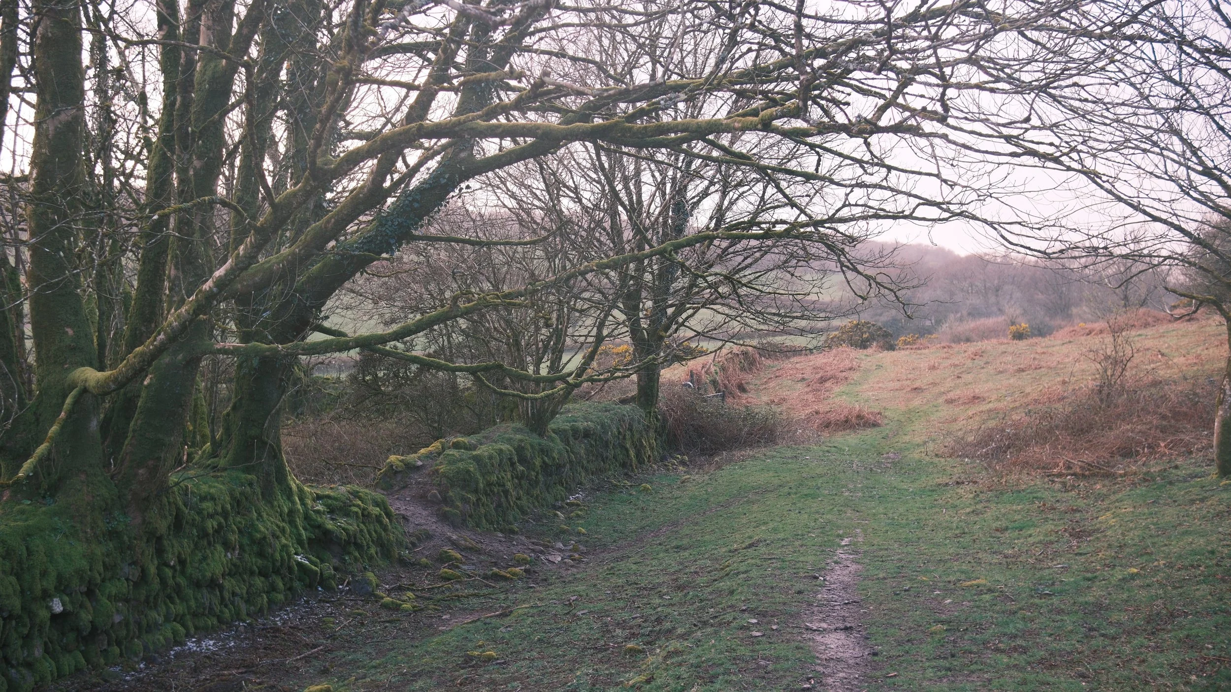 A winding dirt trail through a moss-covered forest with leafless trees and a grassy hill in the background.