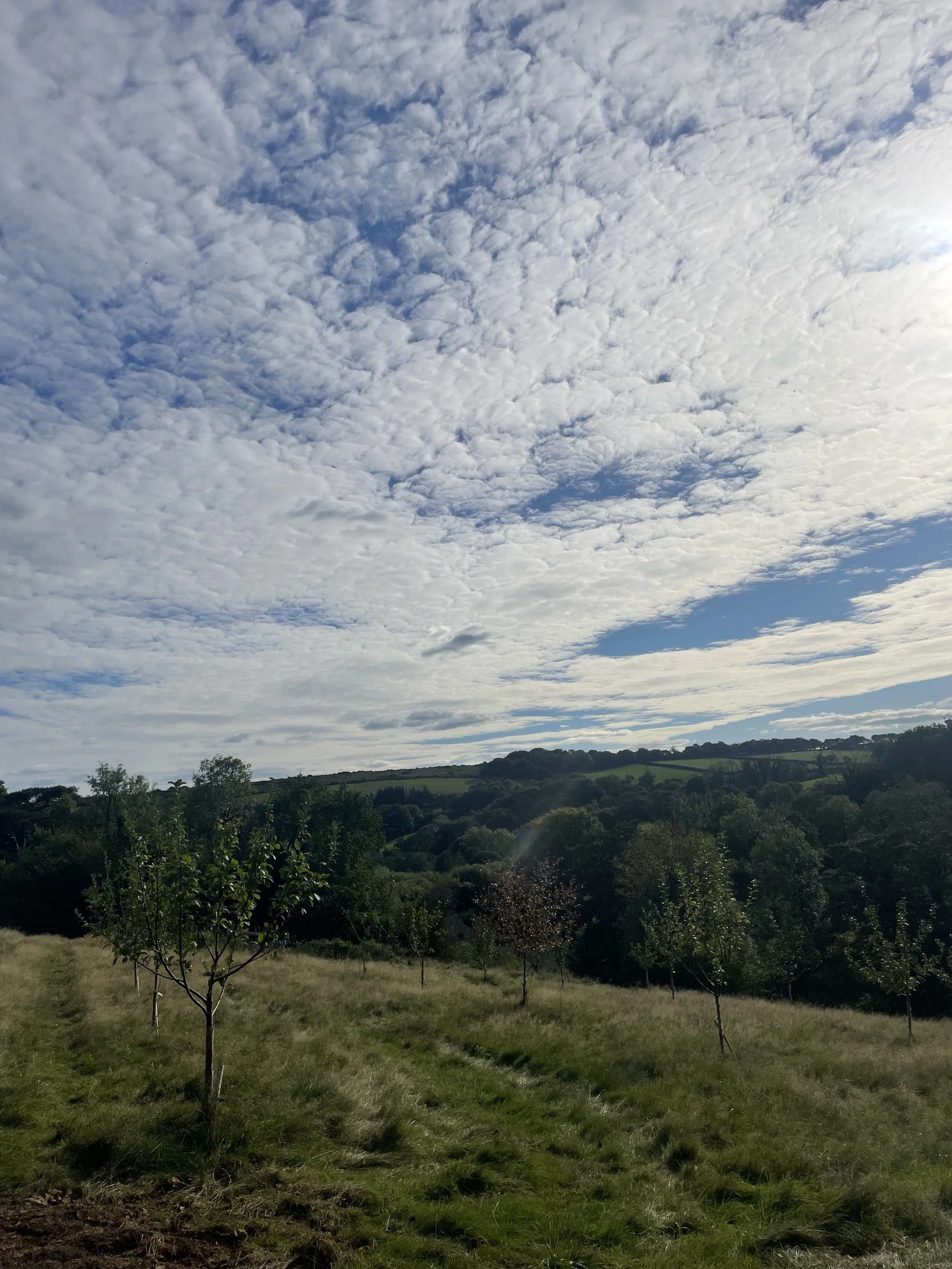 Scenic landscape with green rolling hills, trees in the foreground, and a cloudy sky overhead.