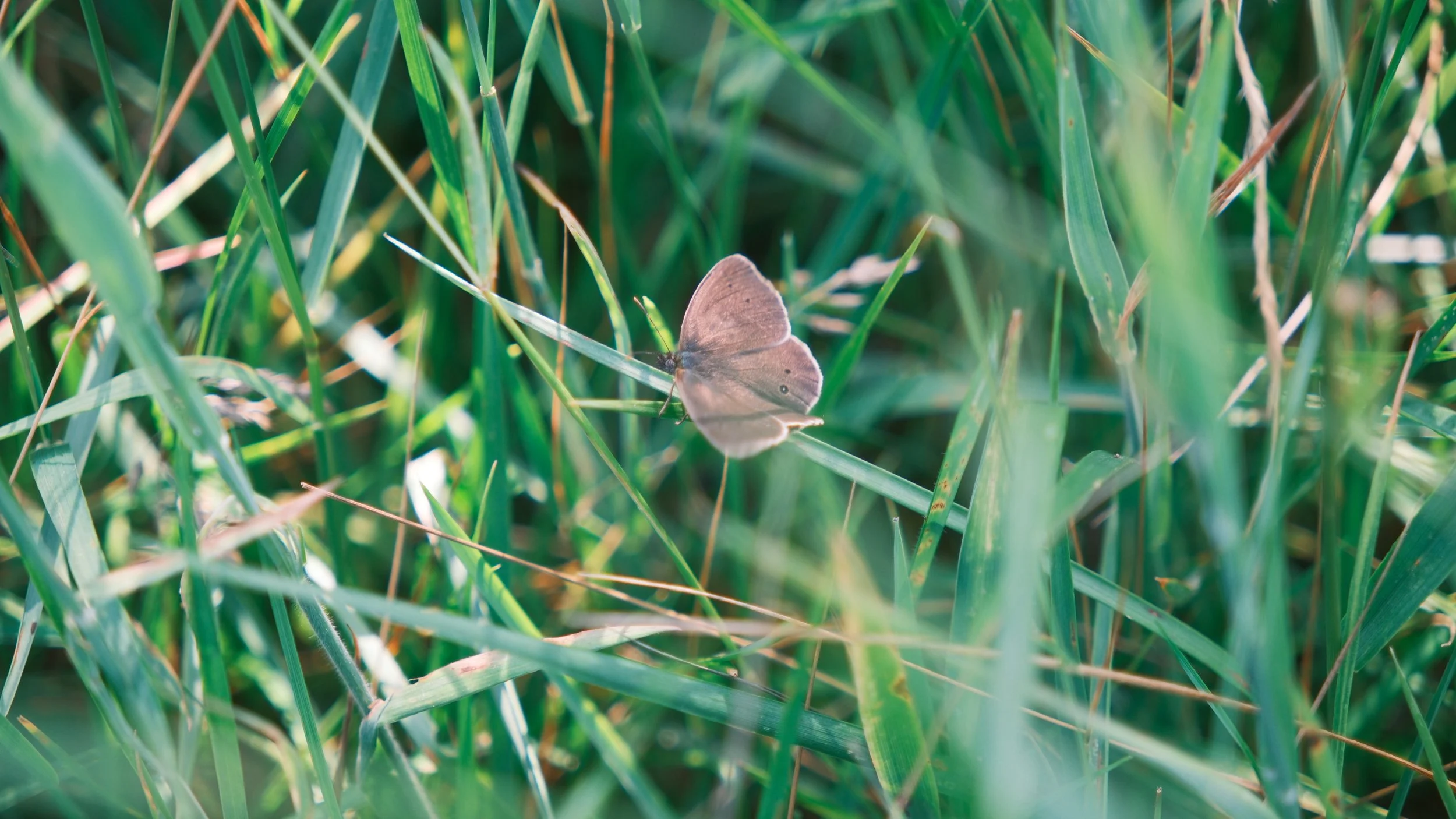 DSCF5894.JPG