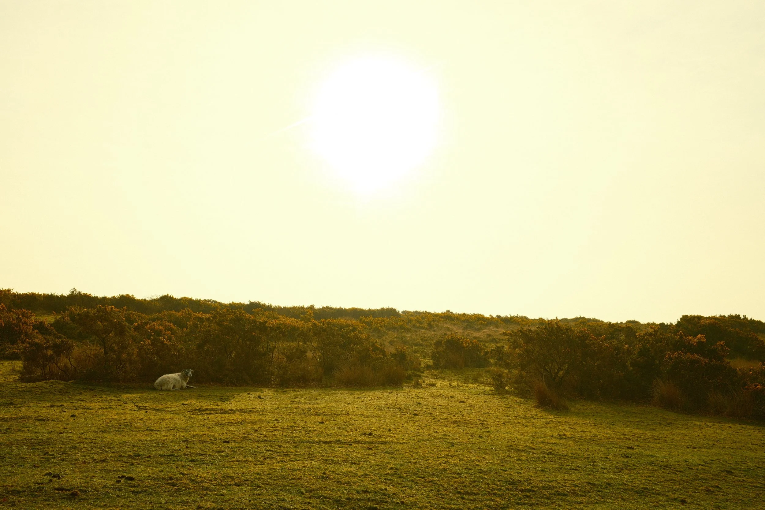 A pastoral landscape with a grassy field, some sheep resting, a line of trees in the background, and a bright sun in the sky.