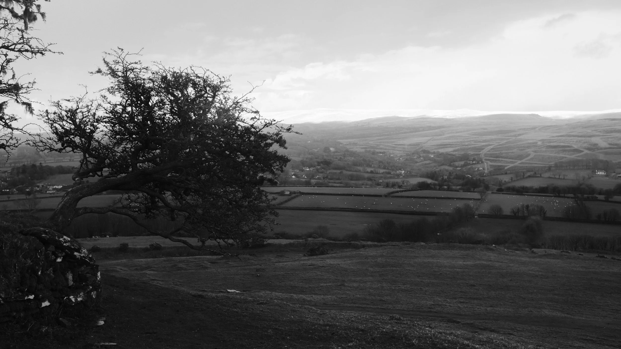 A black and white landscape with rolling hills, trees, and fields, featuring a prominent gnarled tree in the foreground.