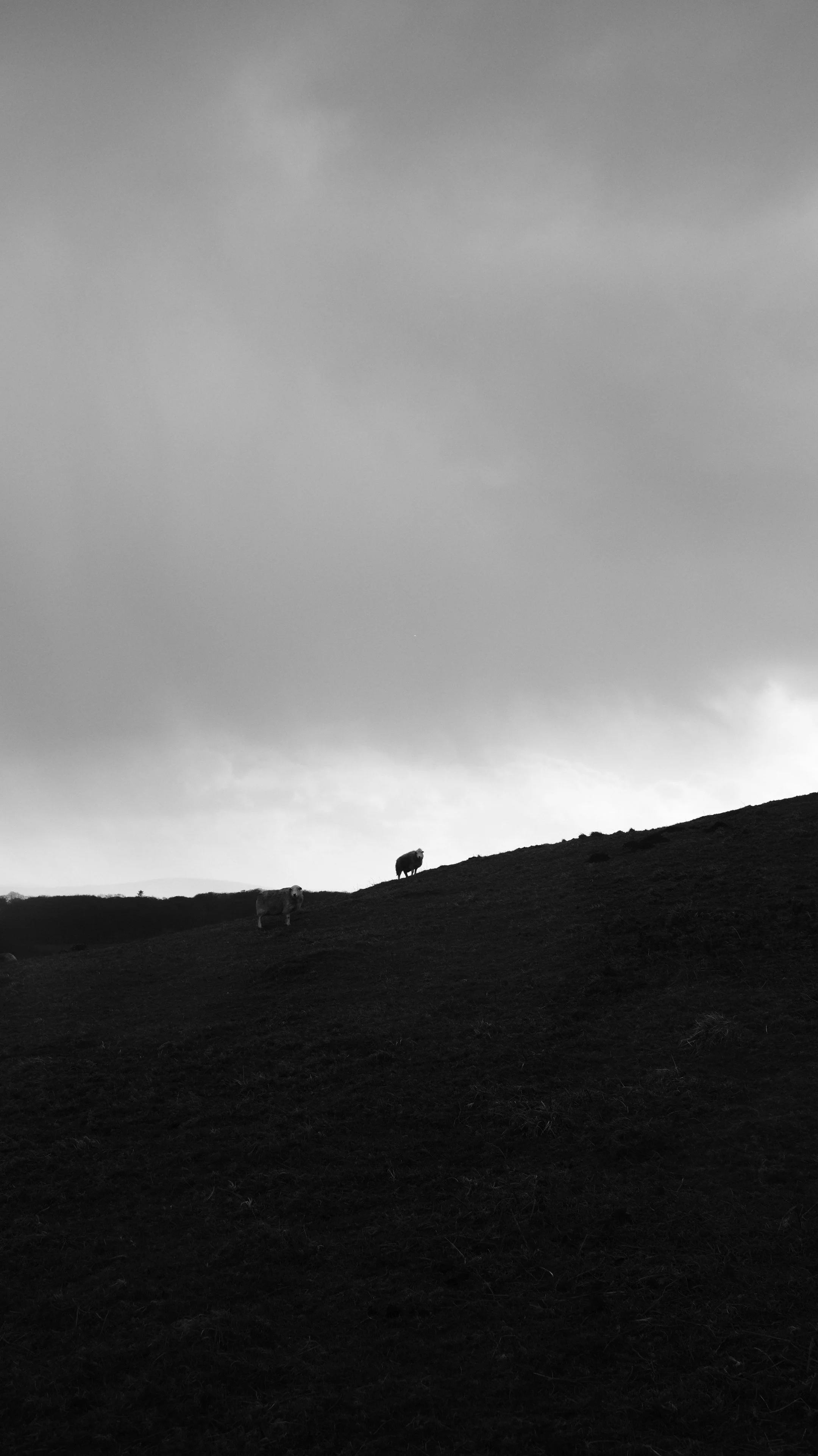 A black and white photo of a grassy hillside with three cows, one near the bottom left, one in the middle, and one near the top right, under a cloudy sky.