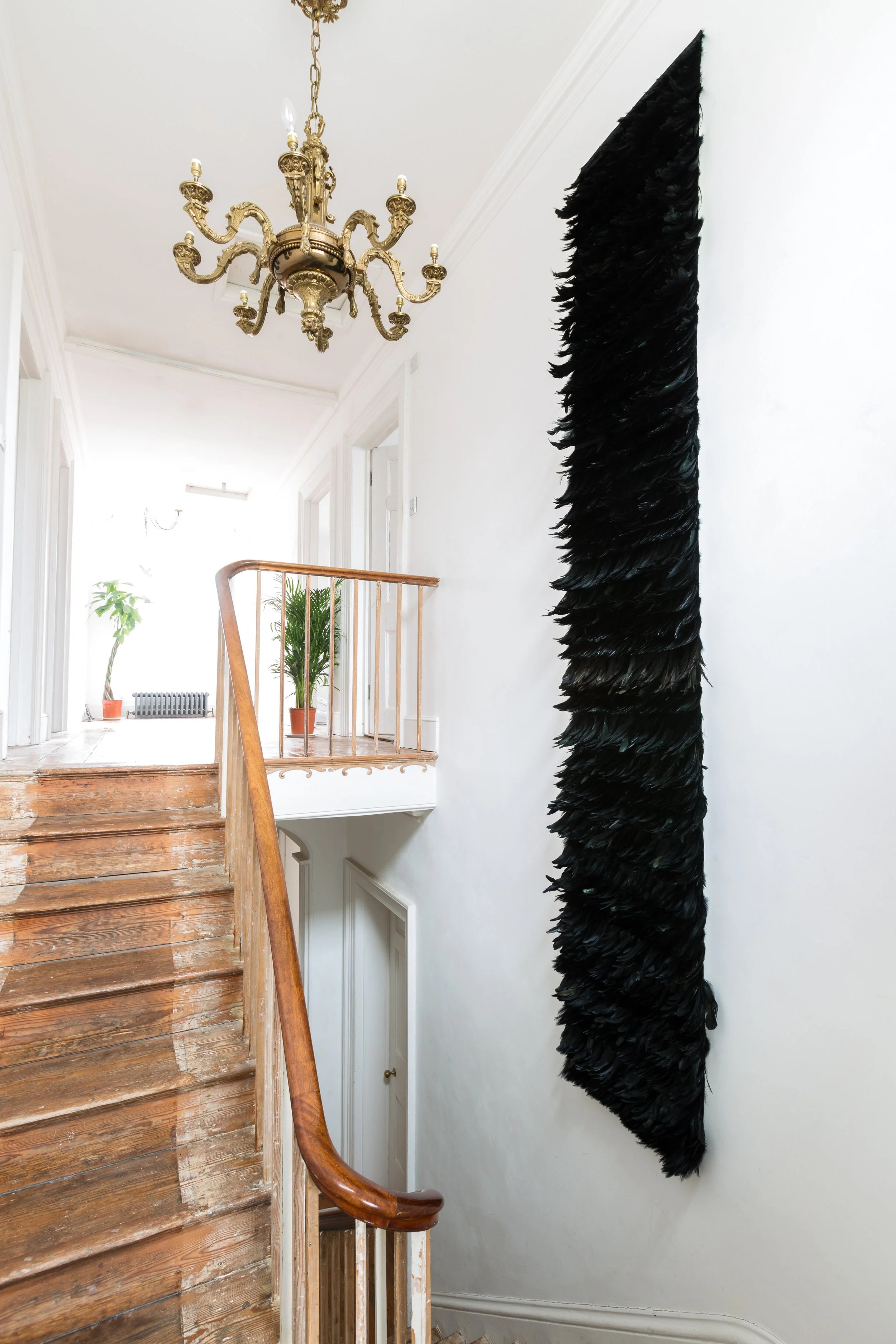 Feathers-Black-Swan-3-ce8177cf3032e3c45c0542a47602da83.jpg
