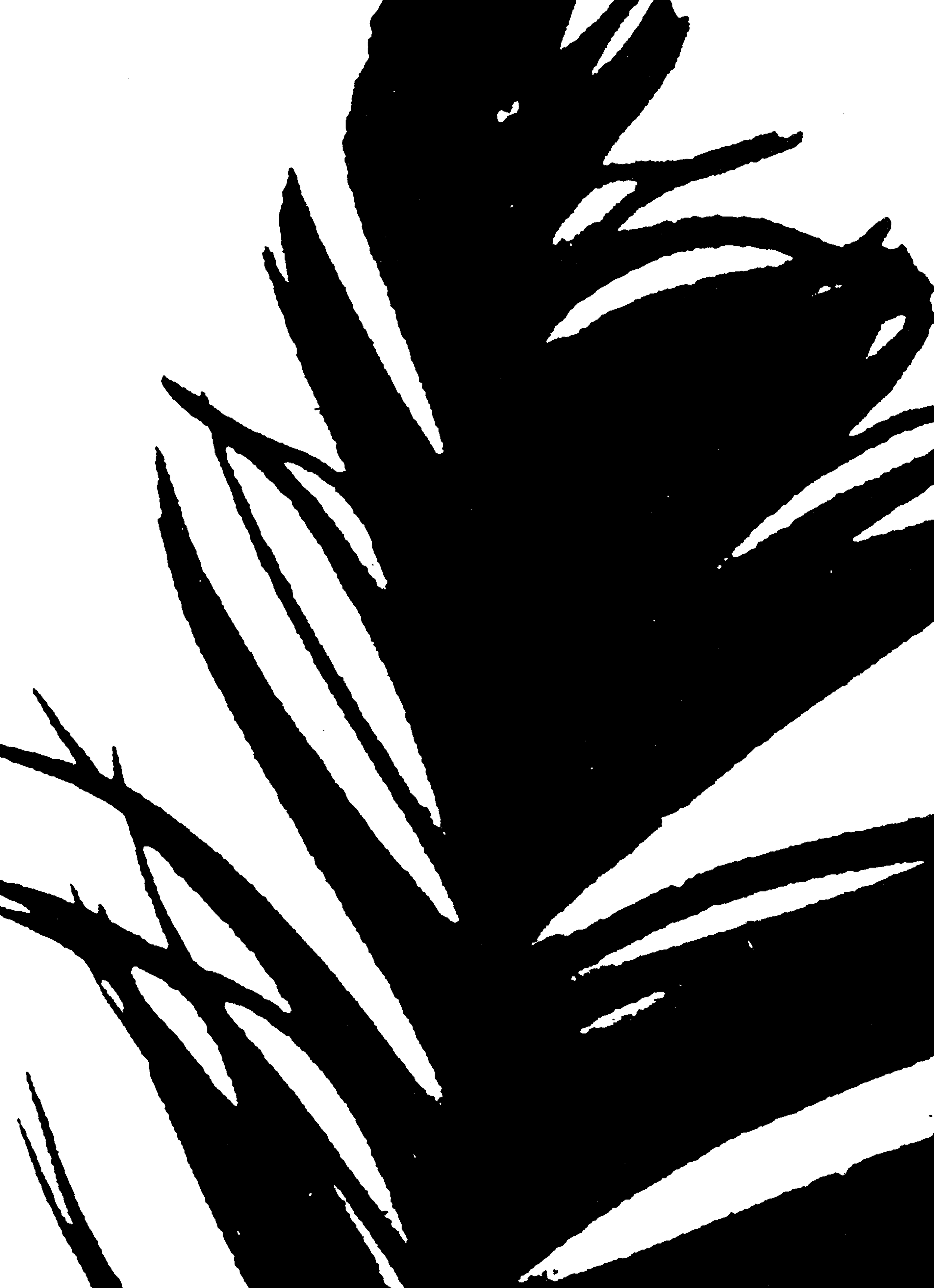 Open-Feather-(300-PNG)-d3c018befa251b9cb685eb3609b02715.png
