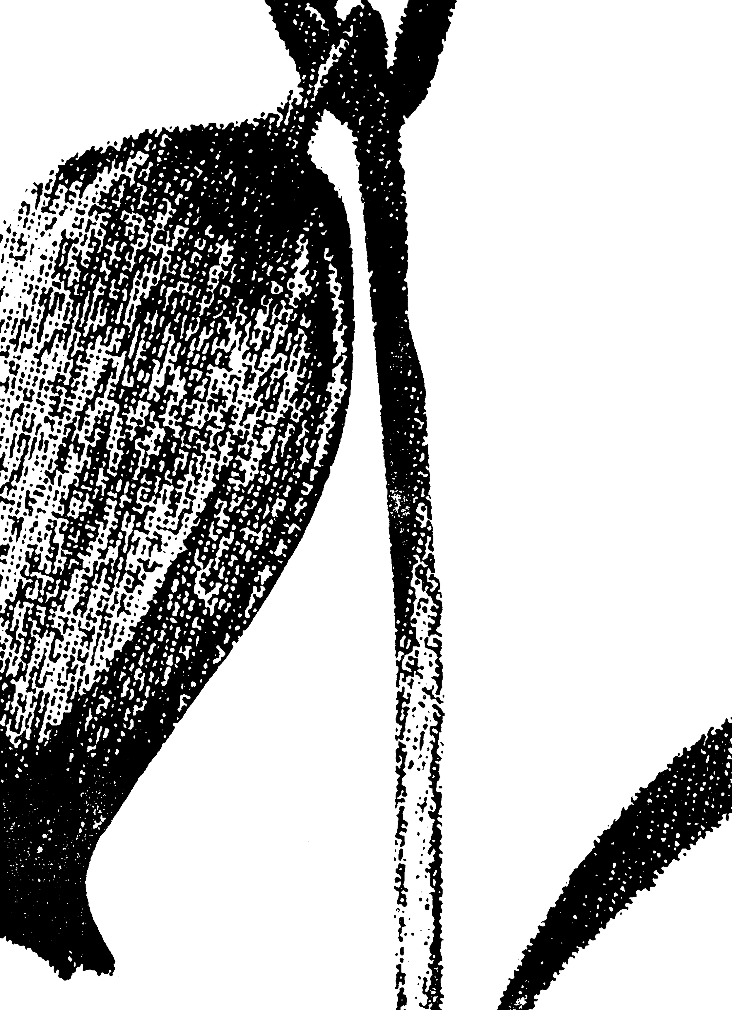 Large-Harebell-(300-PNG)-991376c3fcfabf0f78de02fd4a8189ec.png