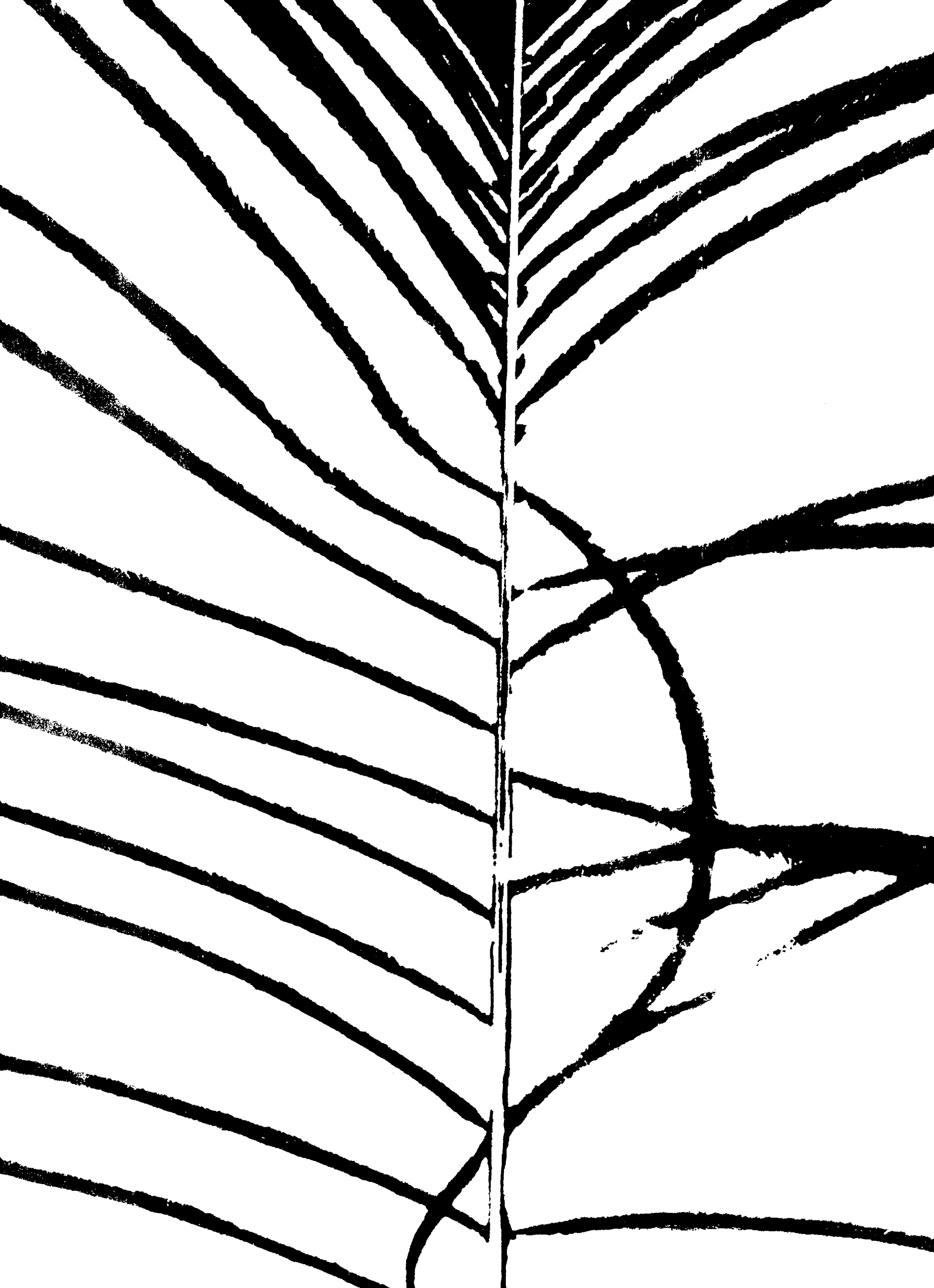 Peacock-Feather-(300-PNG)-50360db40189642e3a7d331e9368528d.png