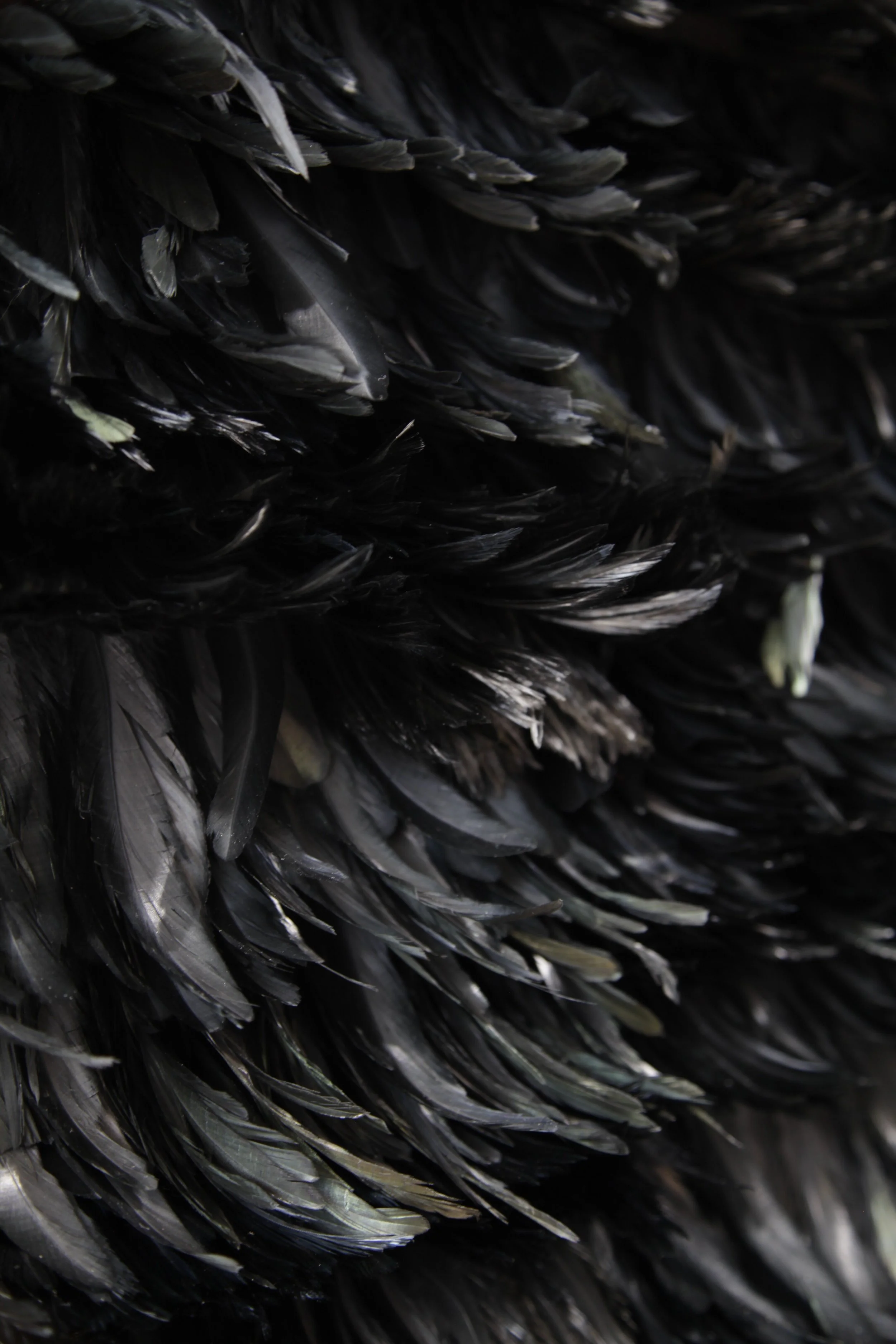 Feathers-Black-Swan-132a24b96b1ab1a1e1367a49be524158.JPG