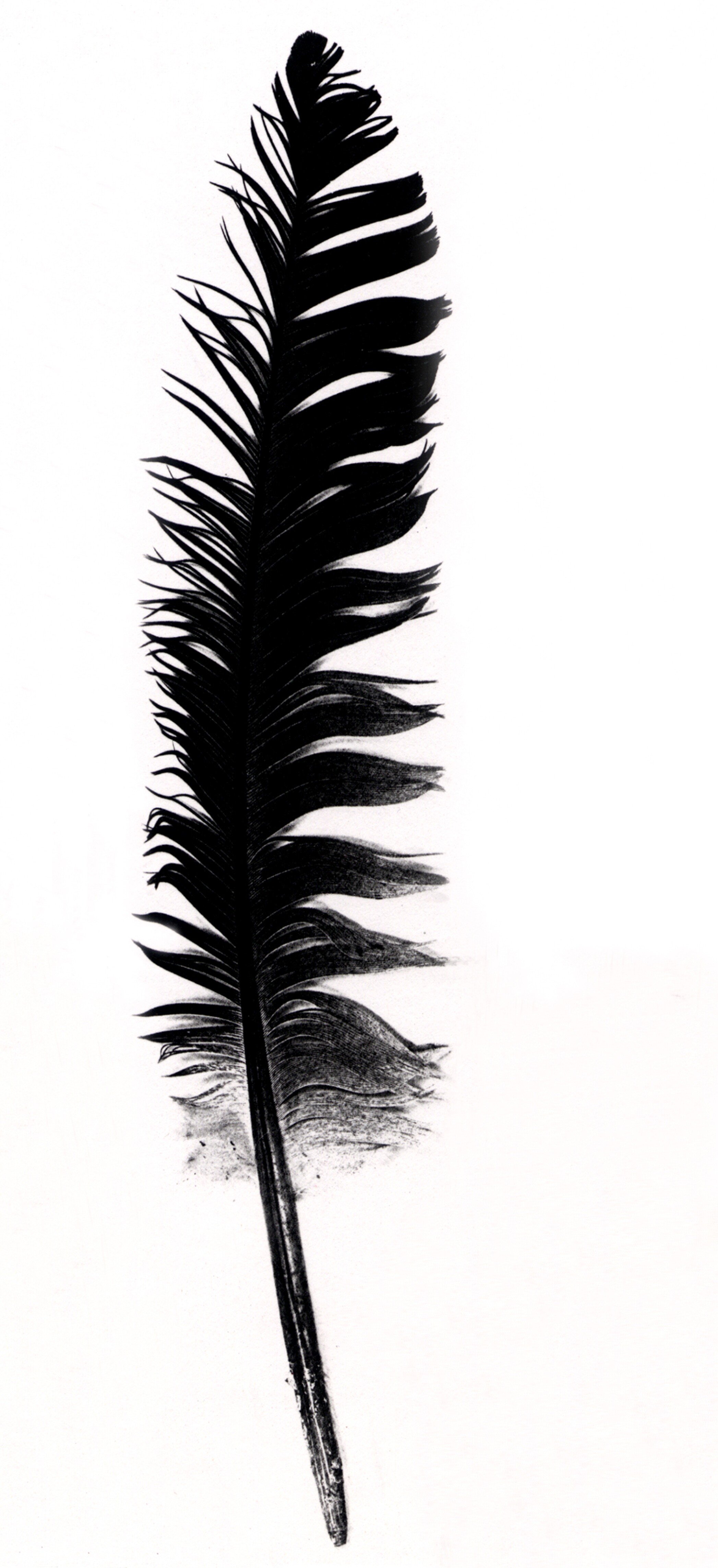 open-feather-tracy-kendall-f43ea3a2c1111207c5d9fad97027c15a.jpg