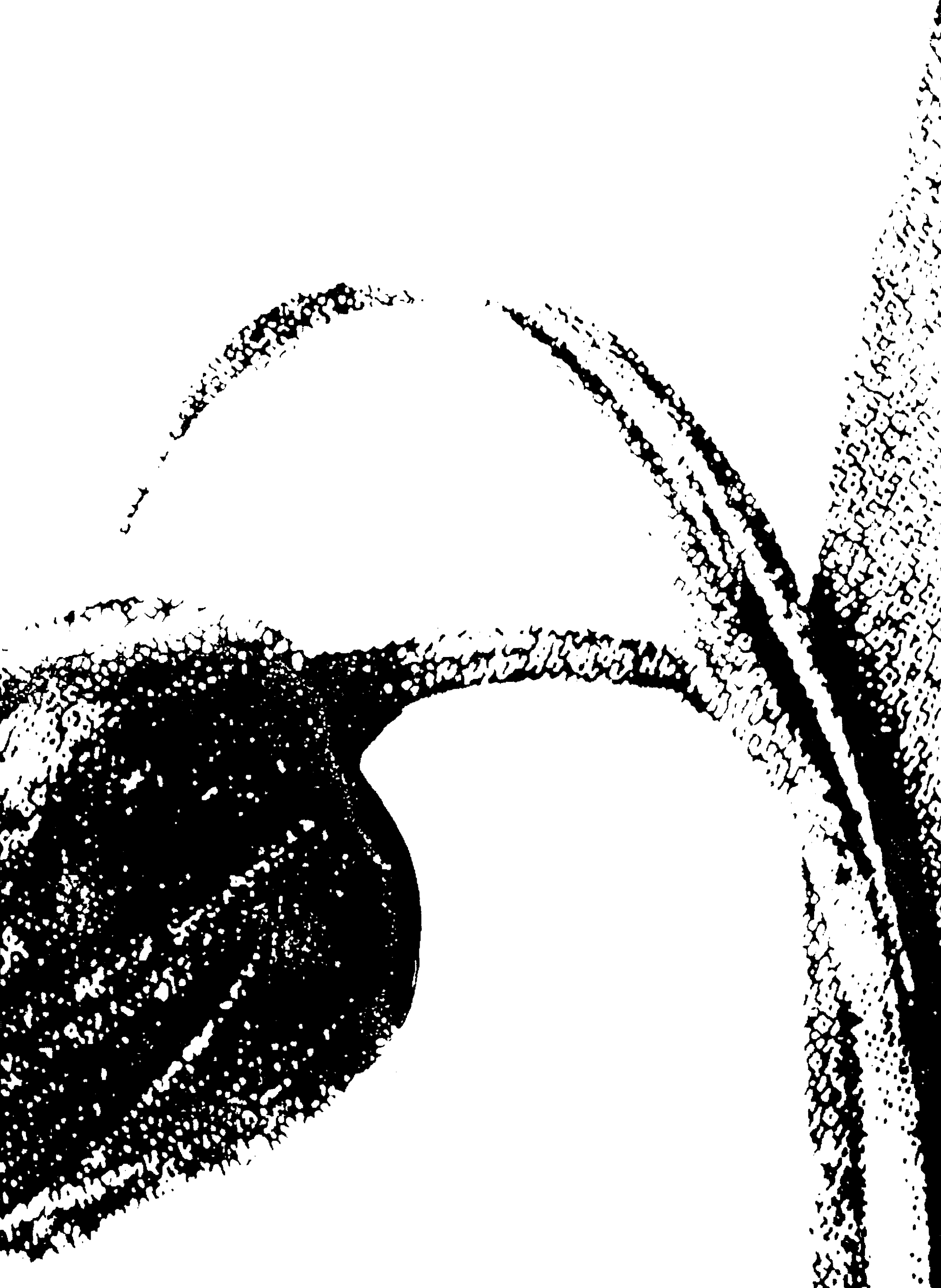 Medium-Harebell-(300-PNG)-92f1355629d192f6703a0213a2bf4ba6.png