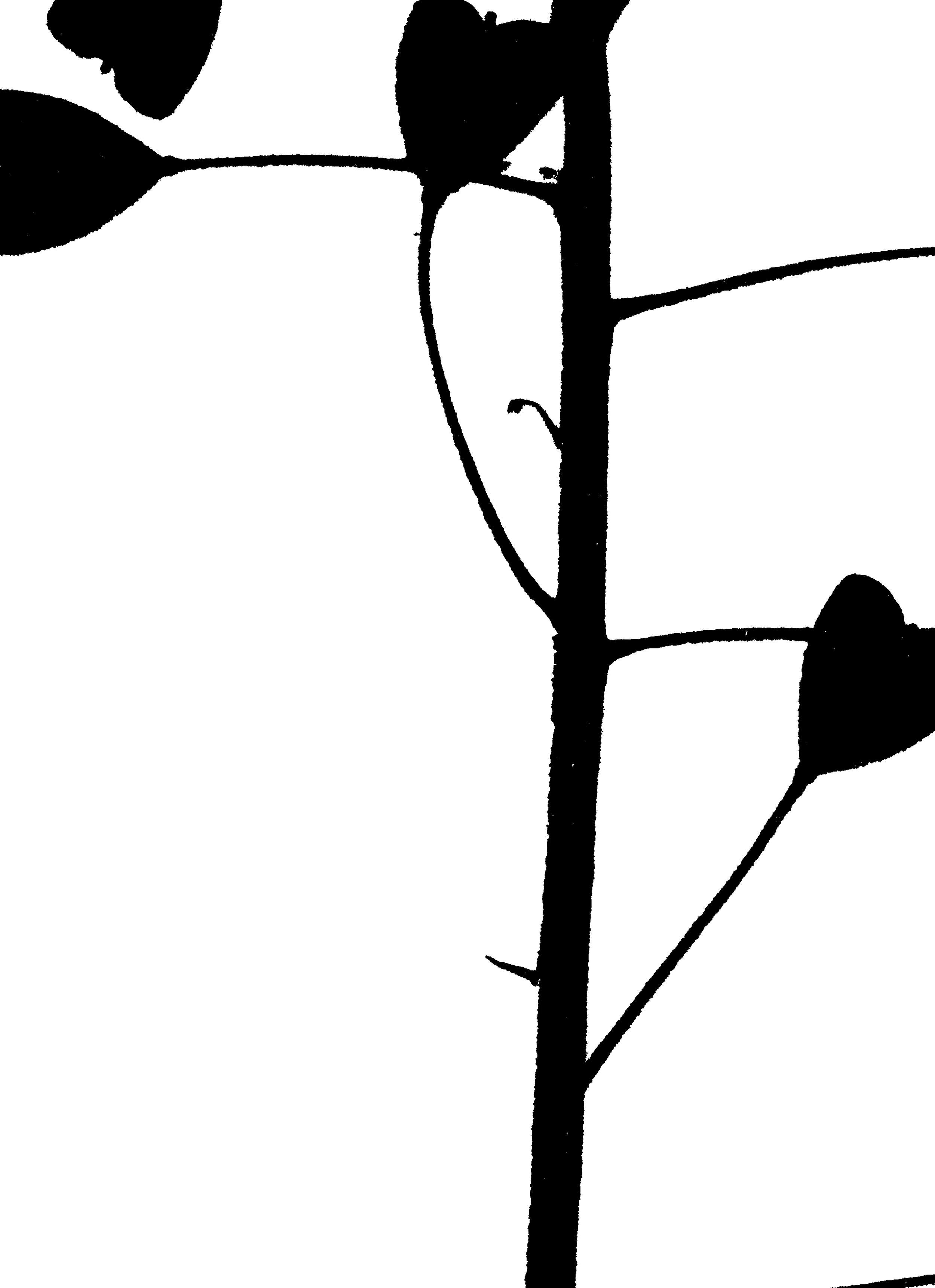 Heartweed-(300-PNG)-a403d8e33b10c77e7534e349e3e93690.png