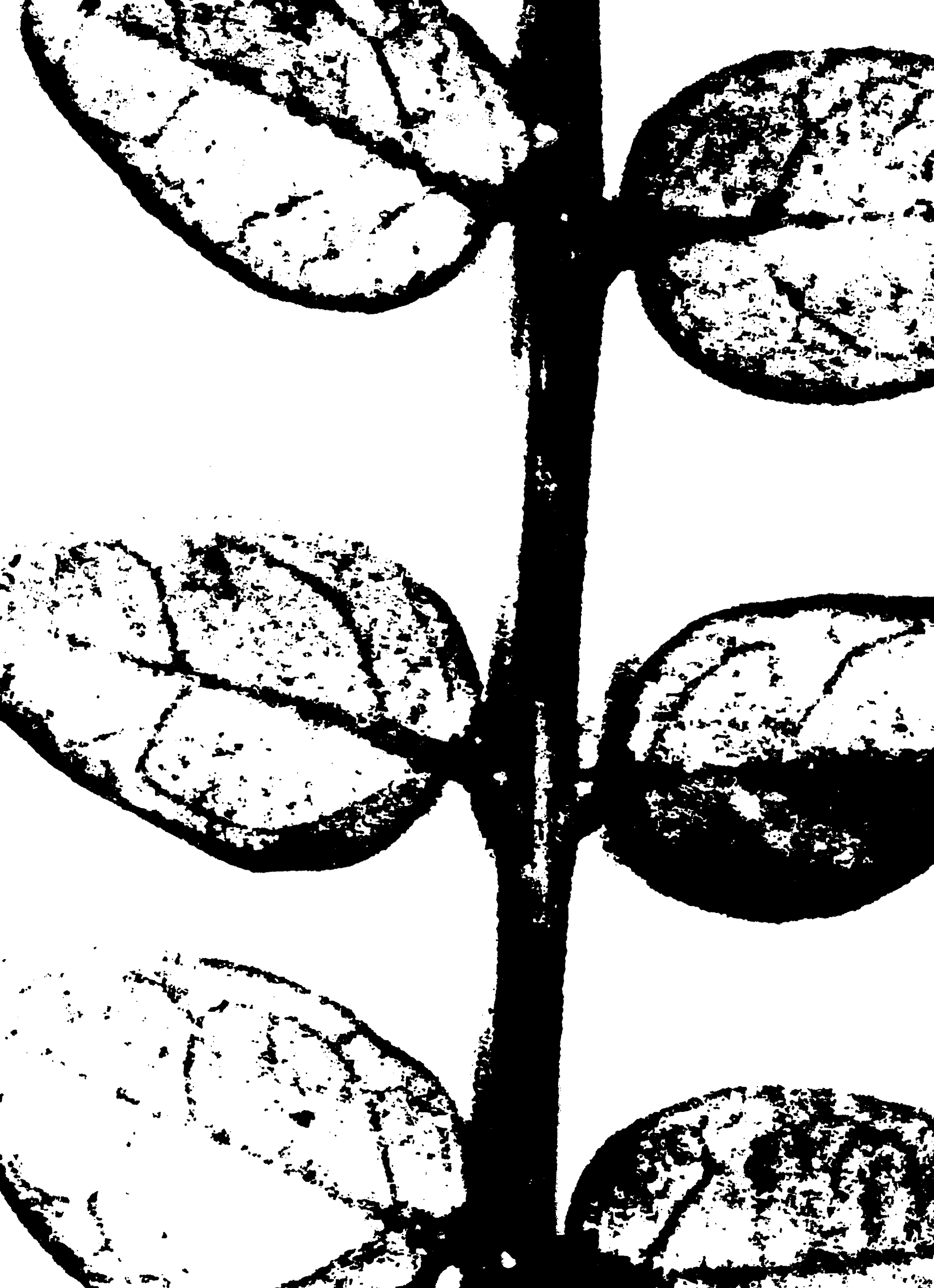 Skeleton-Leaf-(300-PNG)-1ddc48fe10f23e2842ae2ccd1205f51e.png