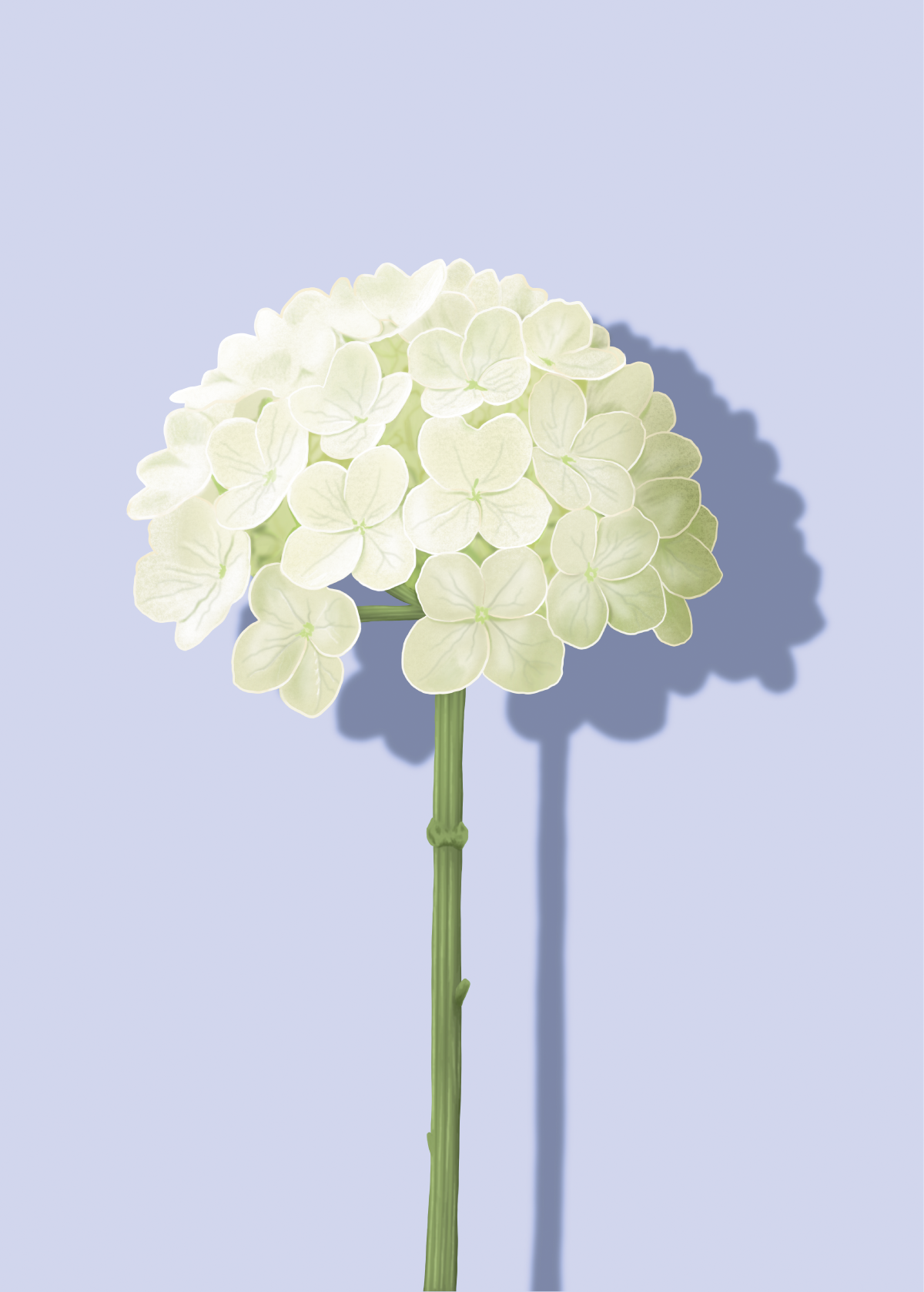 Hydrangea_1200px.png