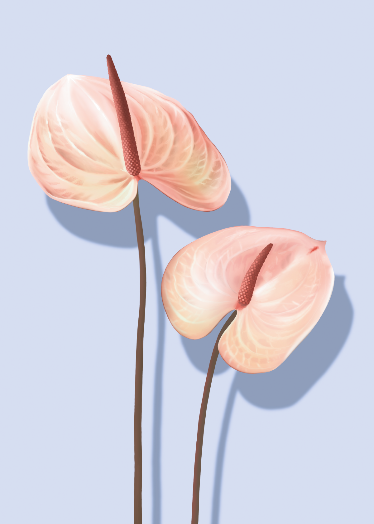 Anthurium_1200px.png