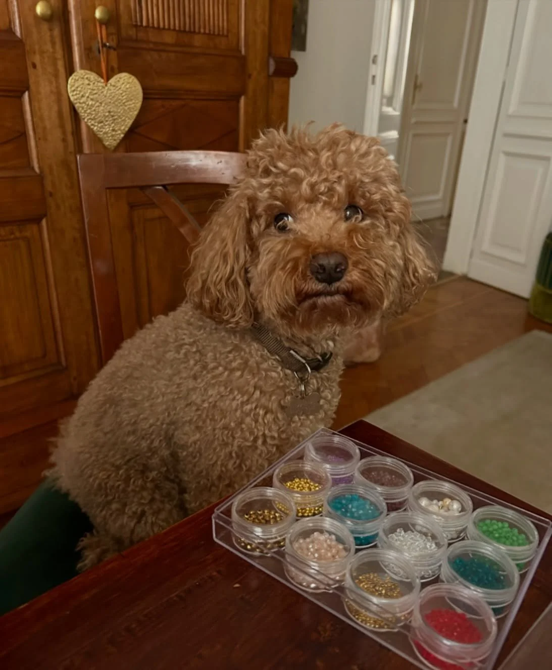 Ottolab ha un piccolo assistente speciale che in cambio riceve tantissime coccole 🐾🤎
