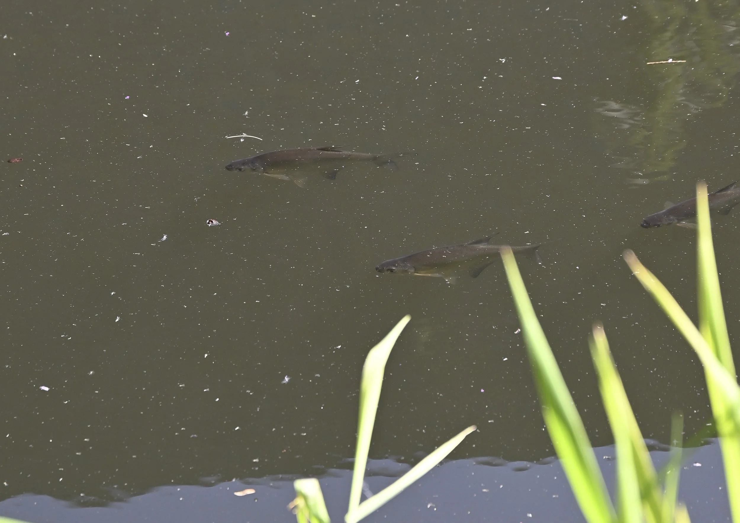 bream.jpg