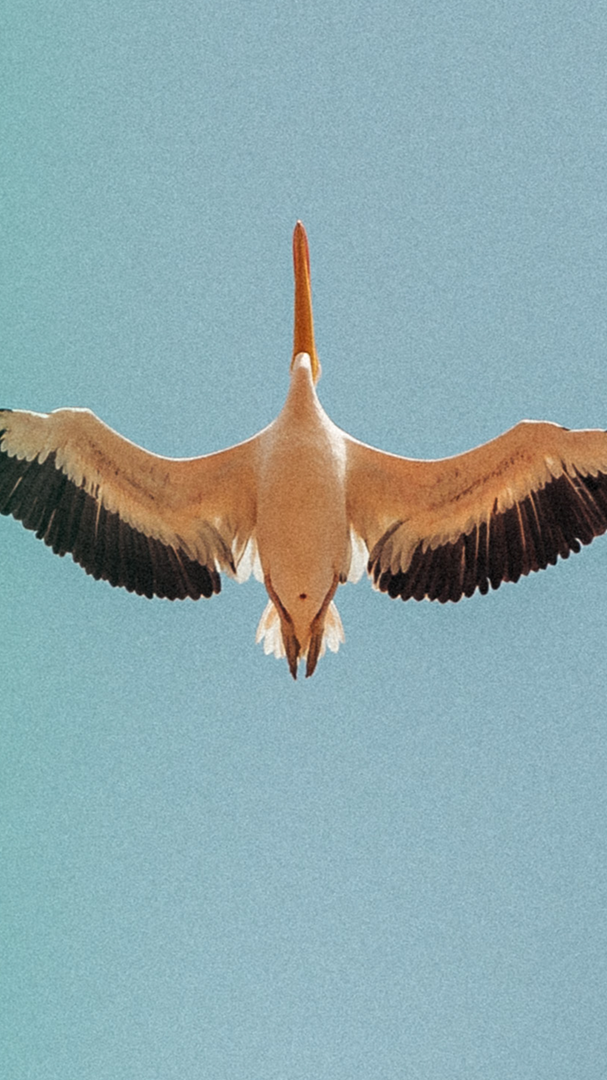 Un flamant rose en vol contre un ciel bleu clair.