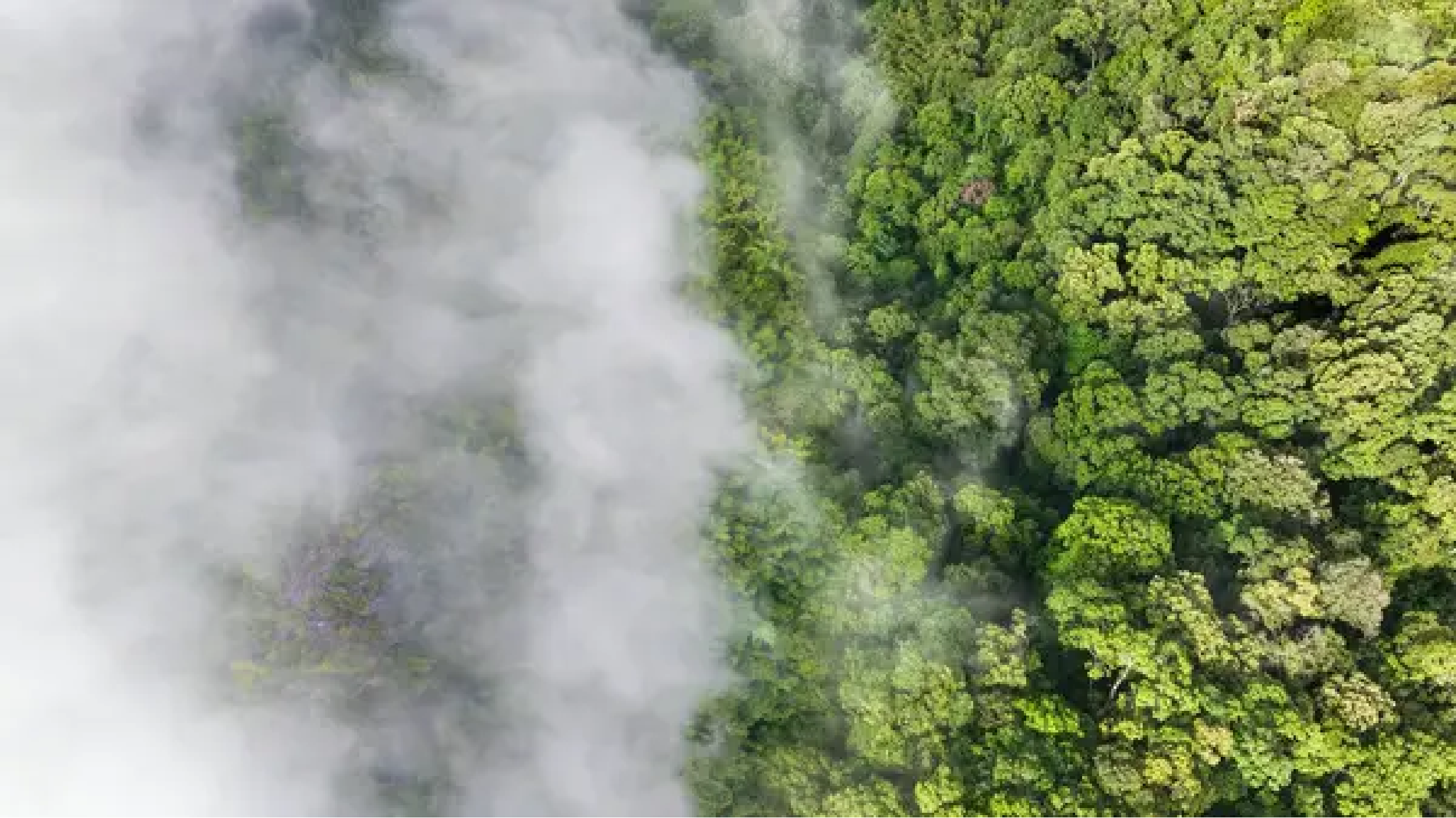 Vue aérienne d'une forêt dense avec de la brume ou du brouillard sur une partie des arbres.