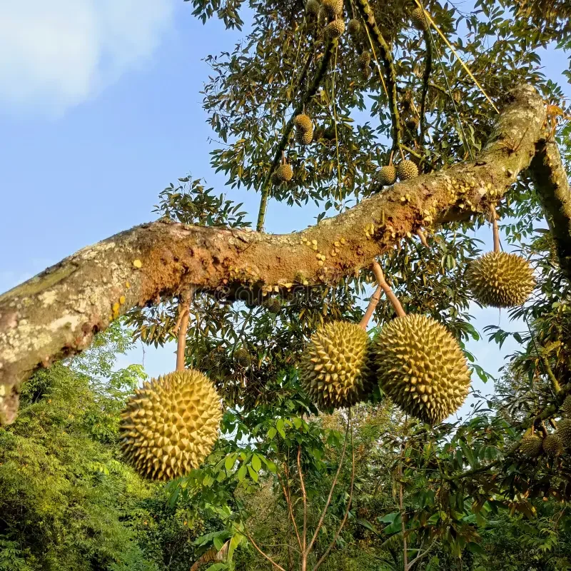 durian pic3.webp