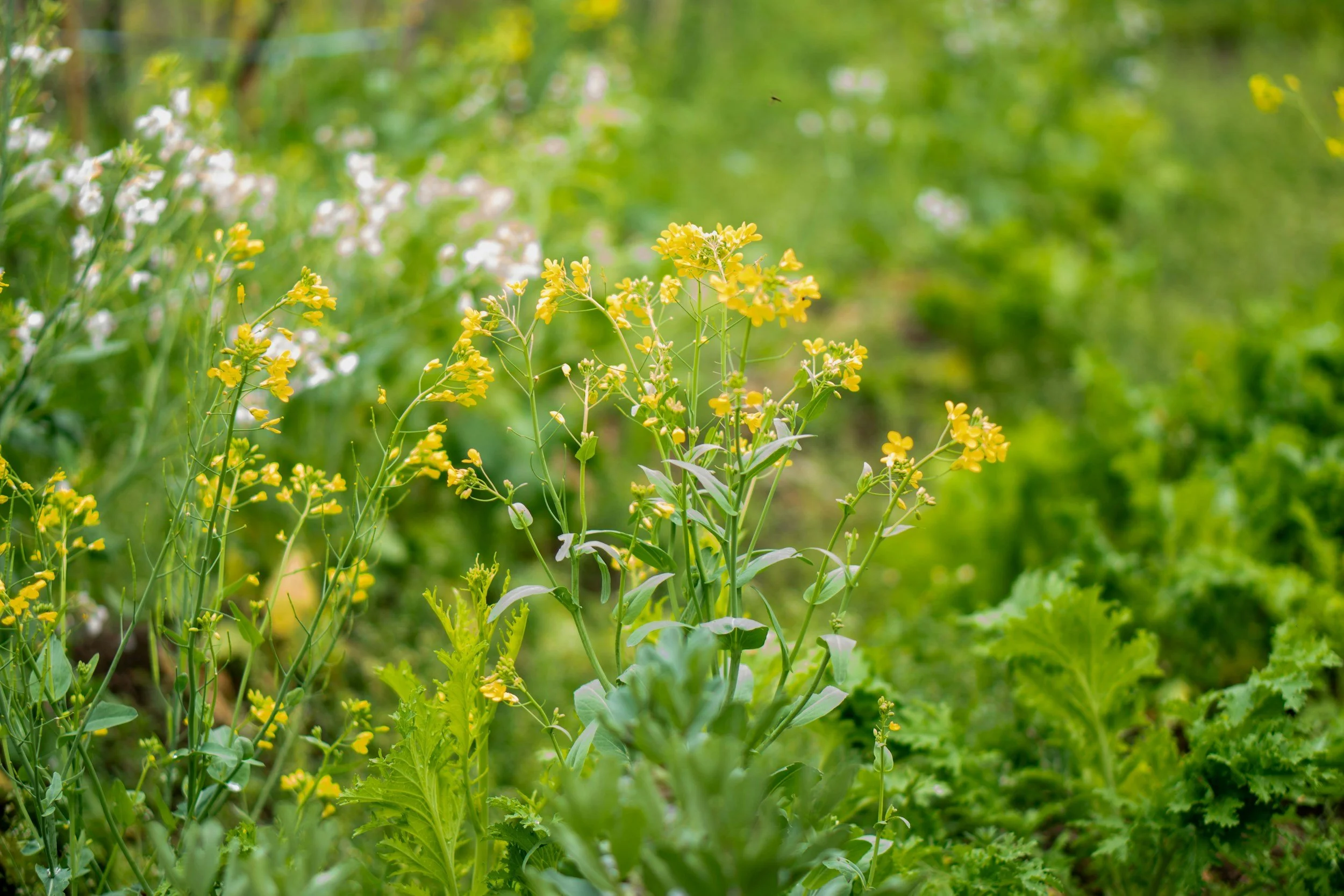Close-up of a mugwort plant surrounded by green foliage in a natural outdoor setting.