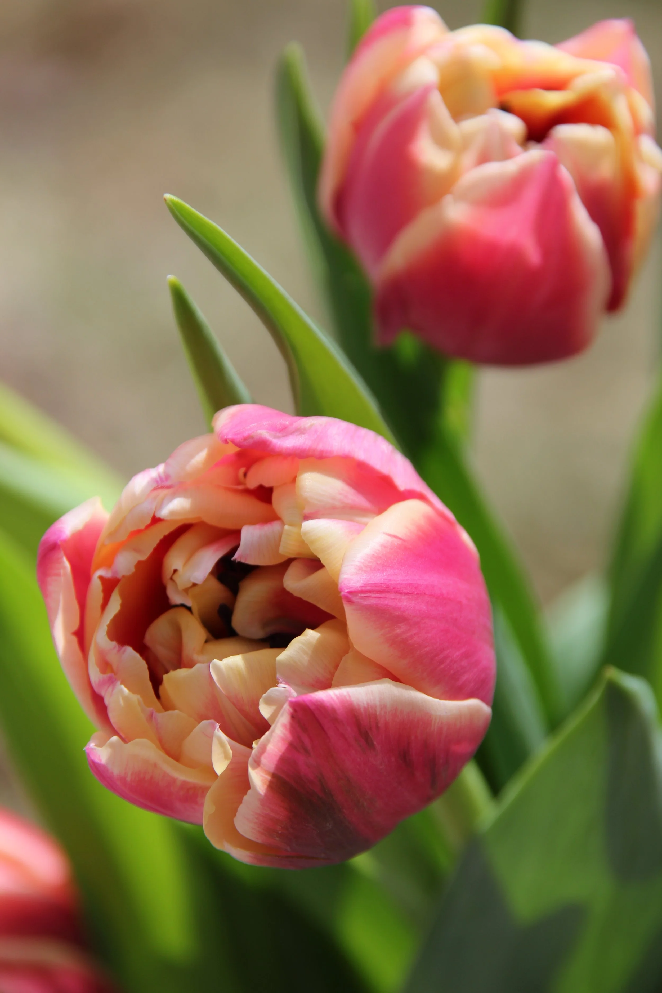 Spring Unfolding. Fine Art Print (13” x 19”)