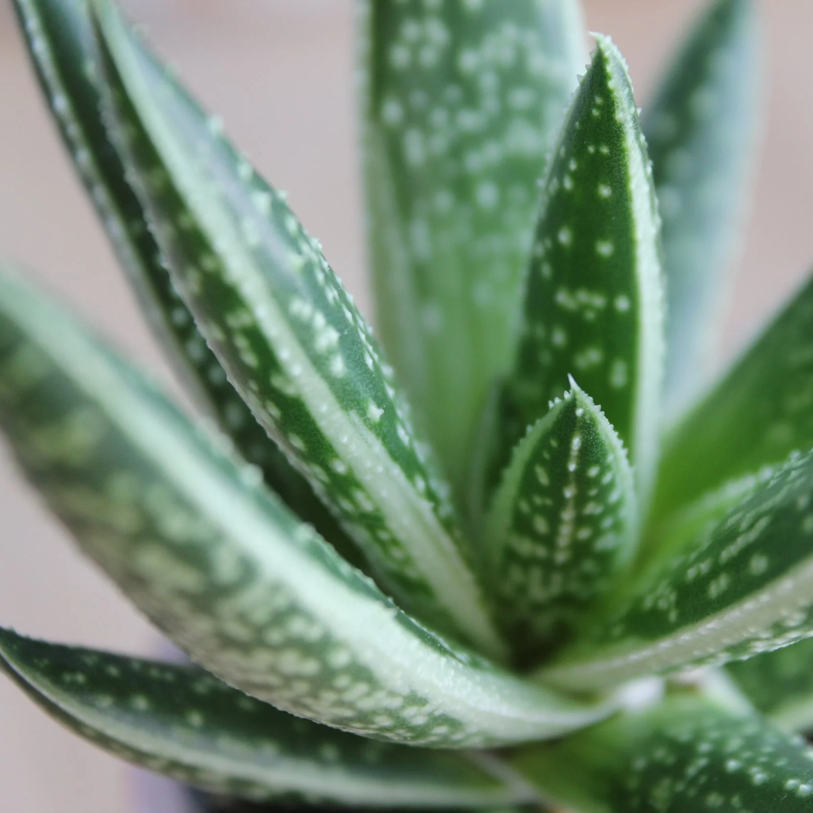 Gasteria Kaleidoscope Limited Edition Fine Art Print (16” x 16”)