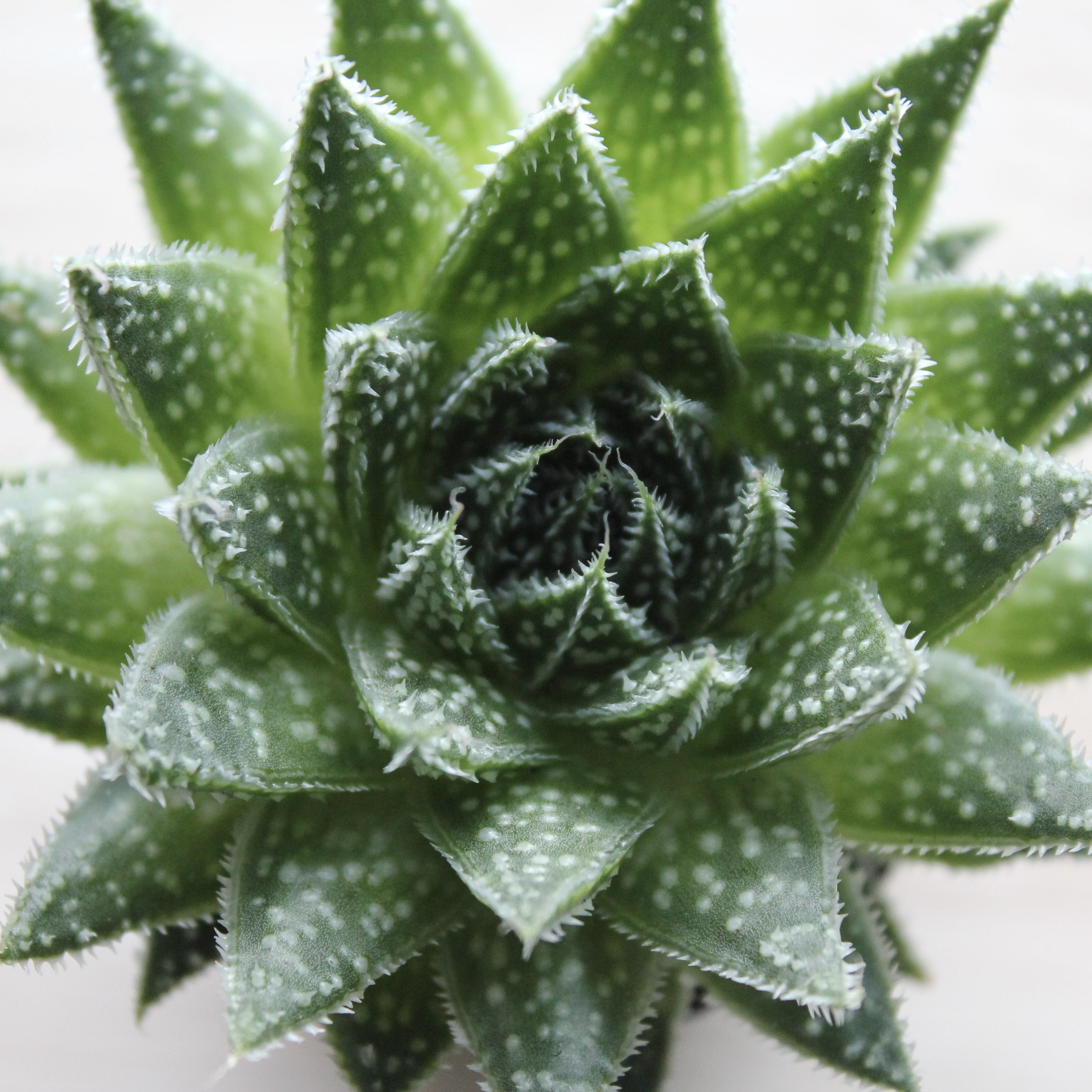 Lace Aloe Limited Edition Fine Art Print (16” x 16”)