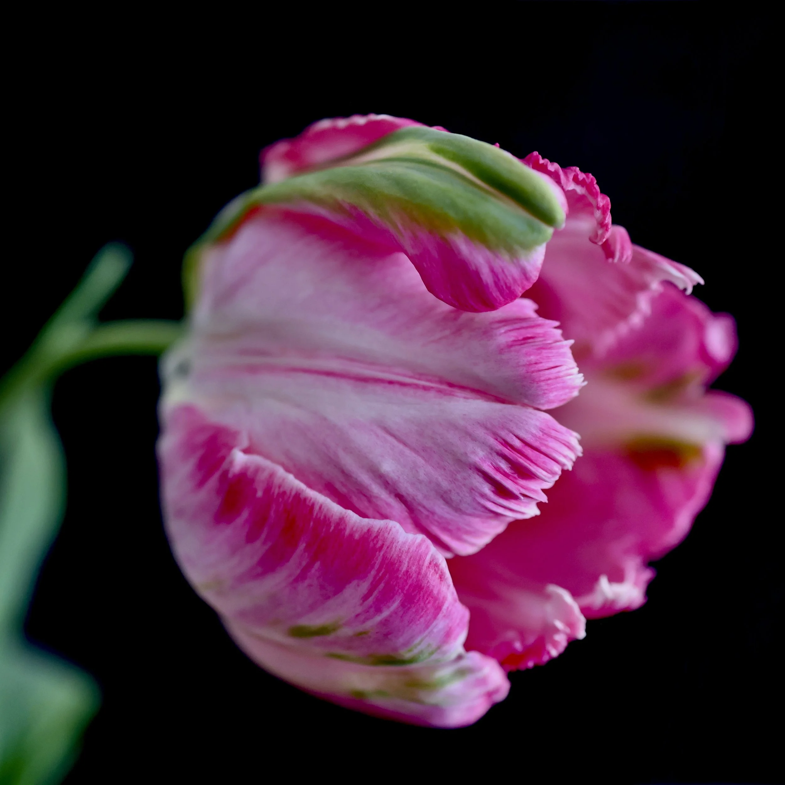 Parrot Tulip Portrait