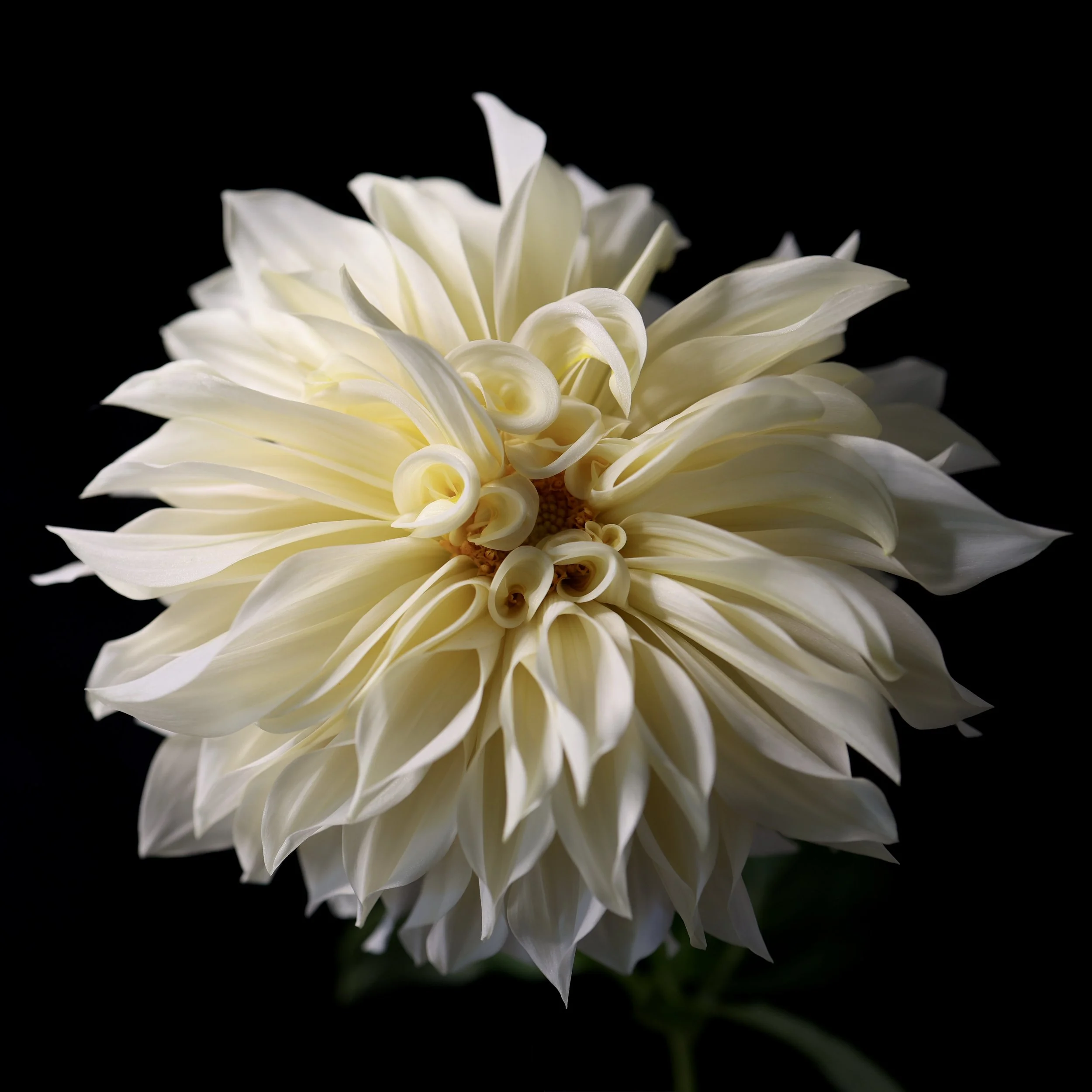 Cafe au Lait Dahlia