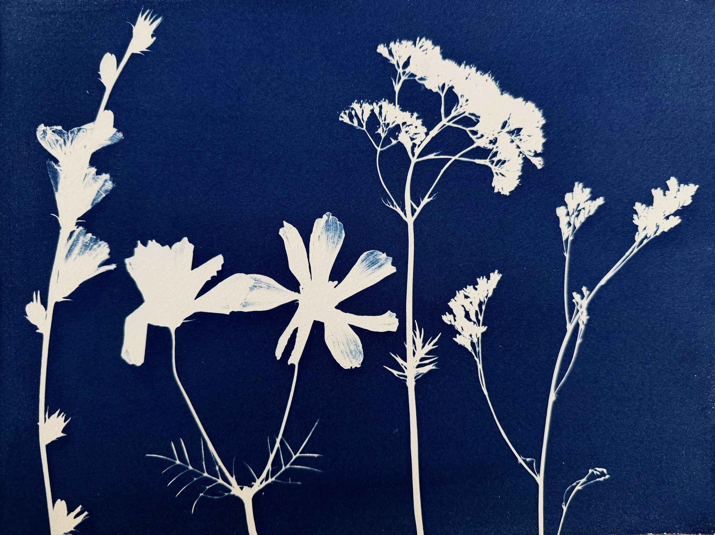 Botanical Cyanotypes