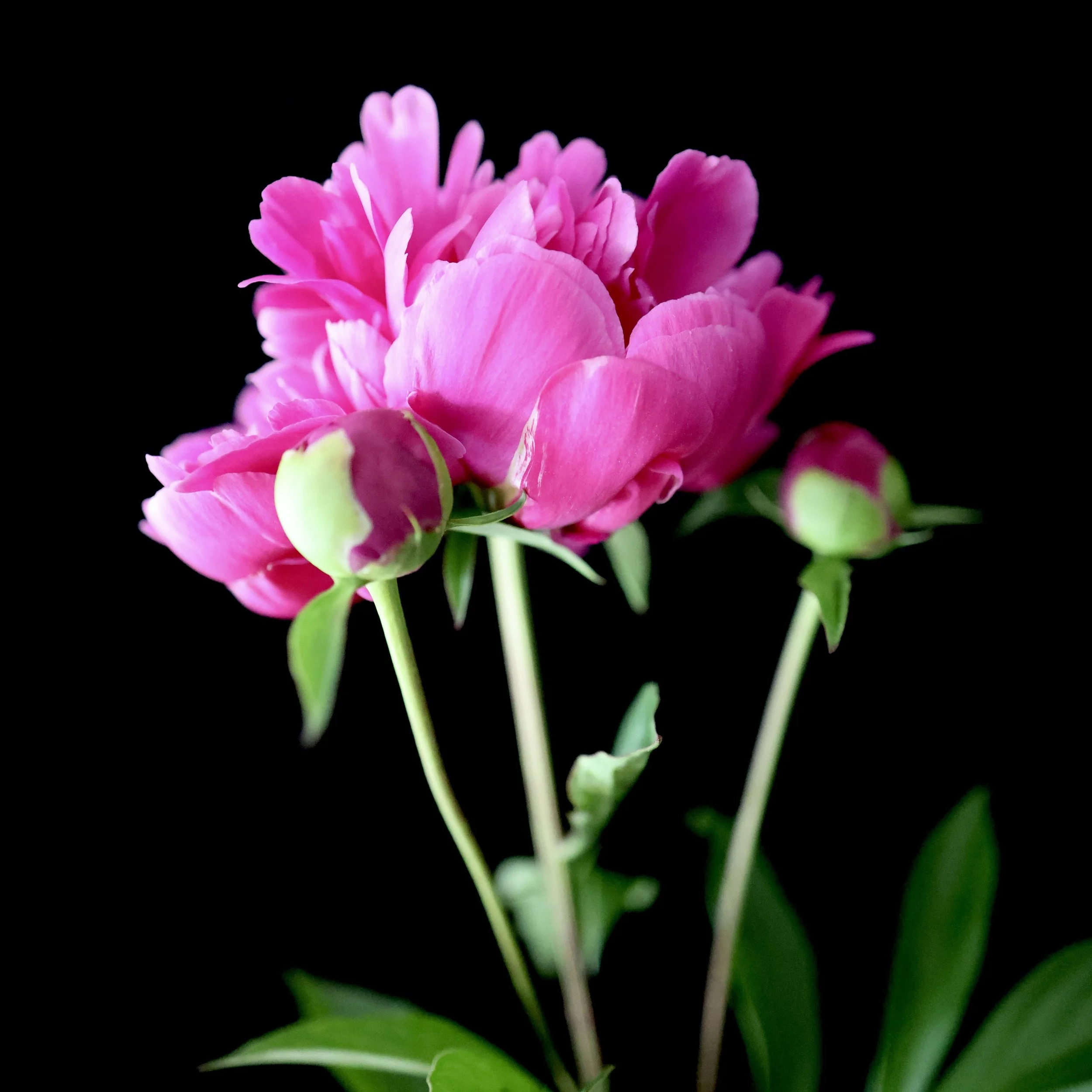 Pink Peony Portrait