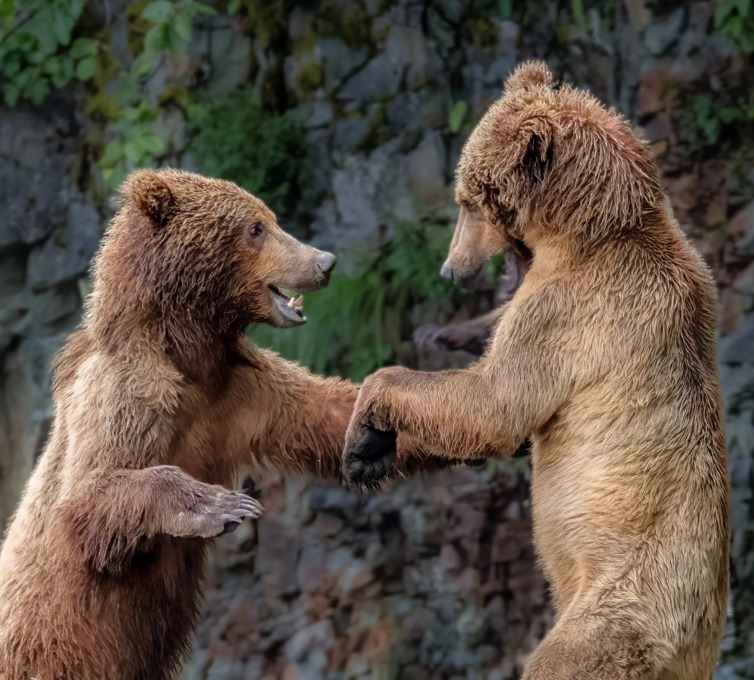 Two brown bears standing on their hind legs, interacting with each other, in front of a rocky background with greenery.