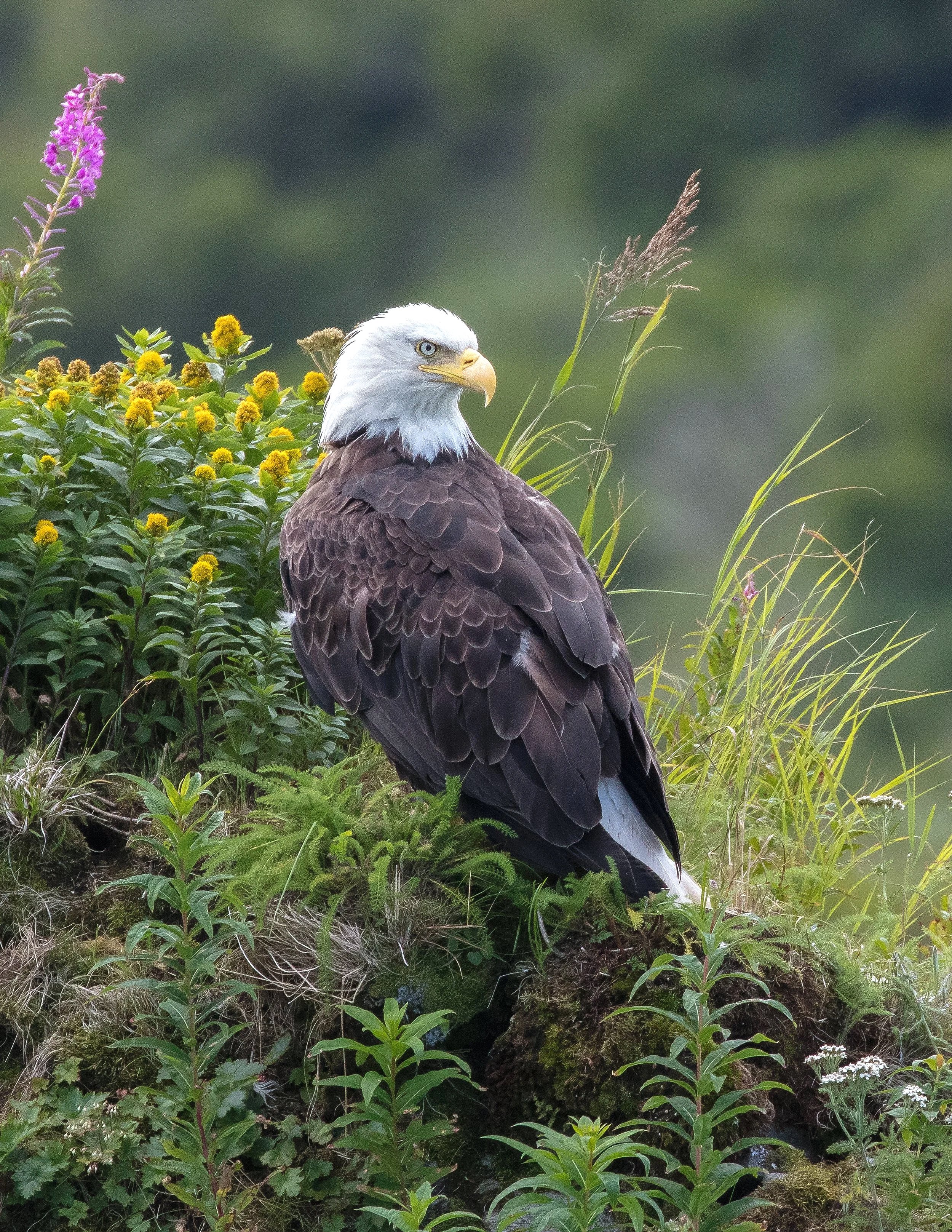 A bald eagle standing on a grassy patch surrounded by green plants and colorful wildflowers.
