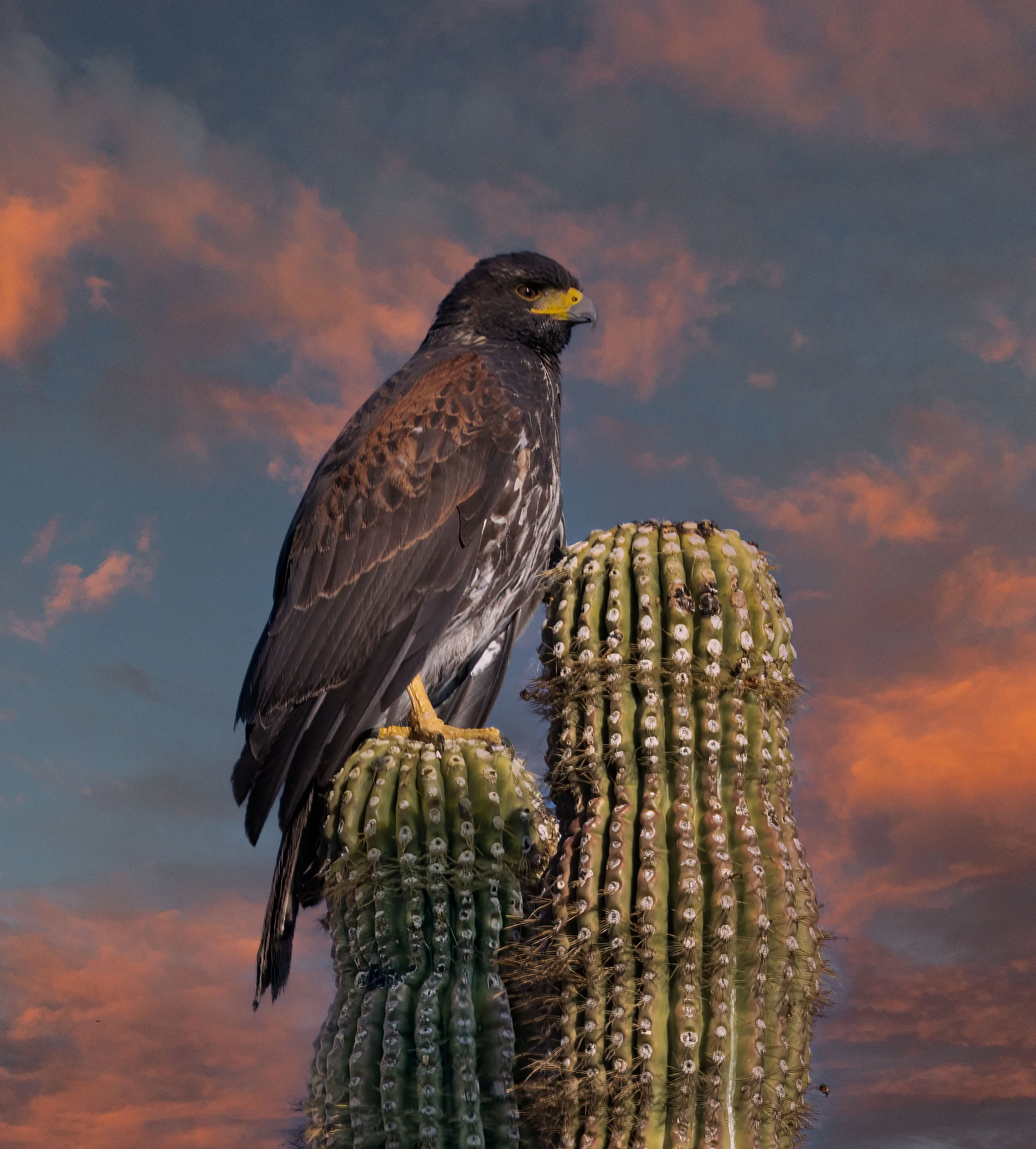 Harris Hawk.jpg